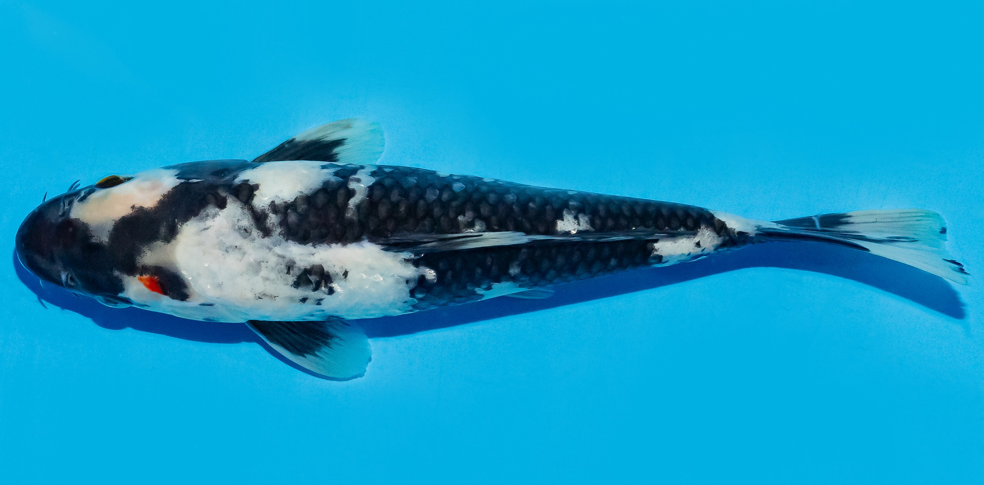 Koi 20-25cm Nr. 8659