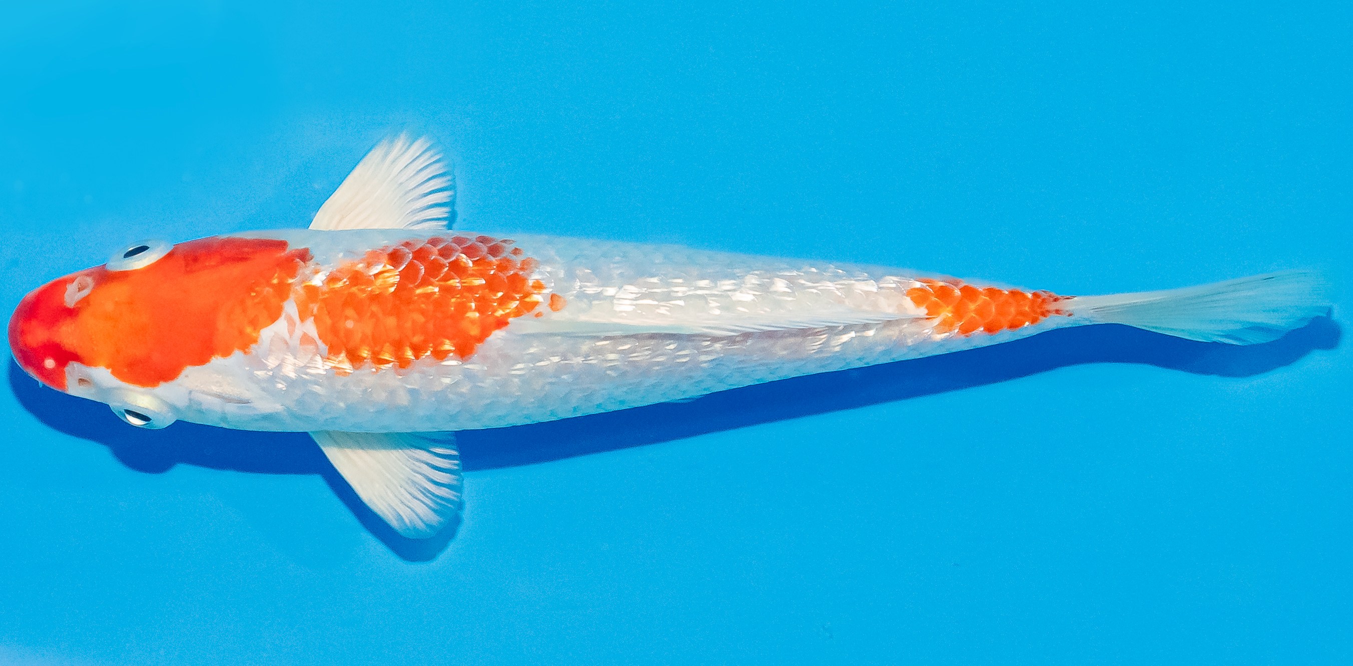 Koi 14-17cm Nr. 2723