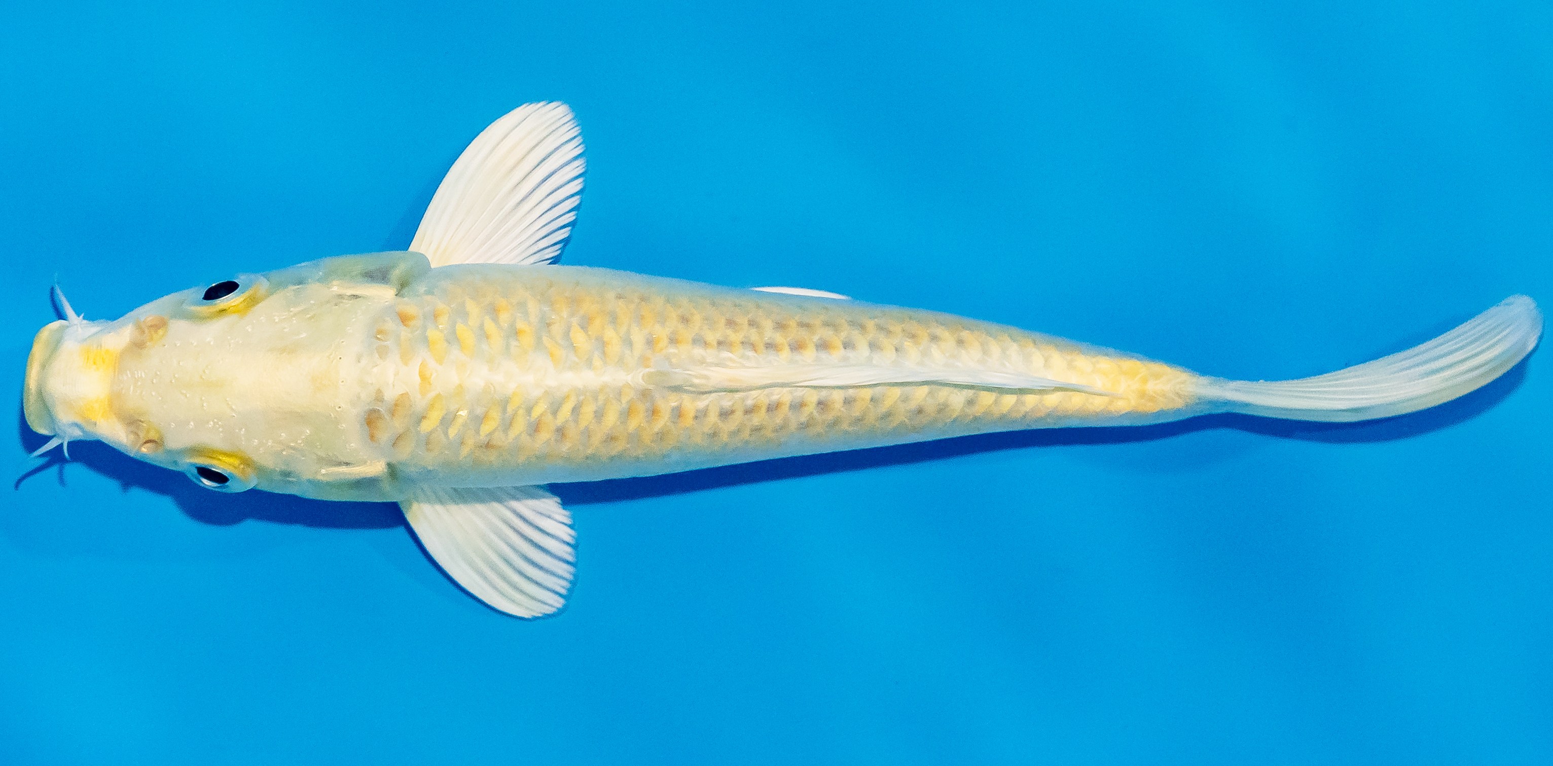 Koi 17-20cm Nr. 2003