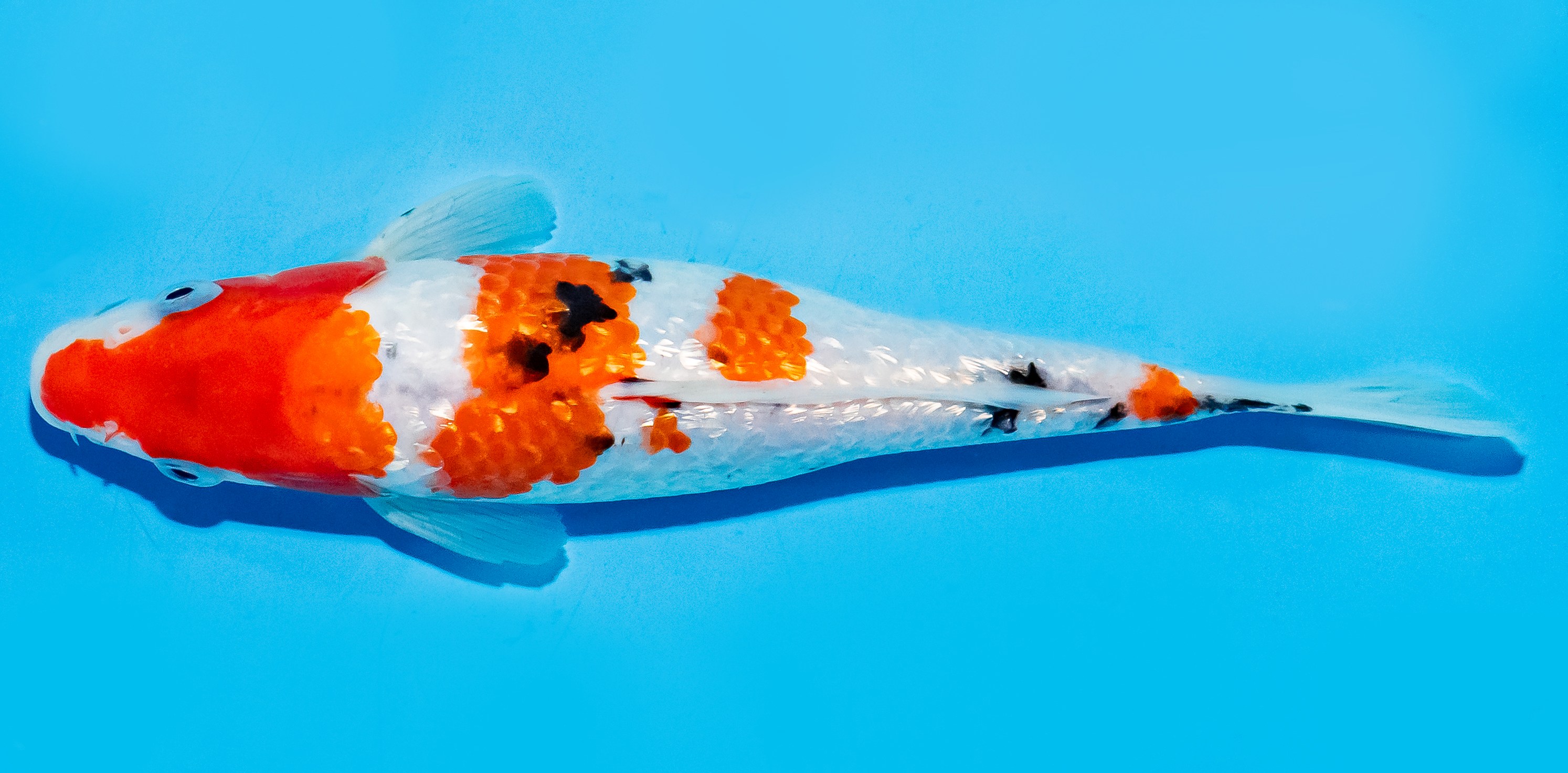Koi 17-20cm Nr. 6886