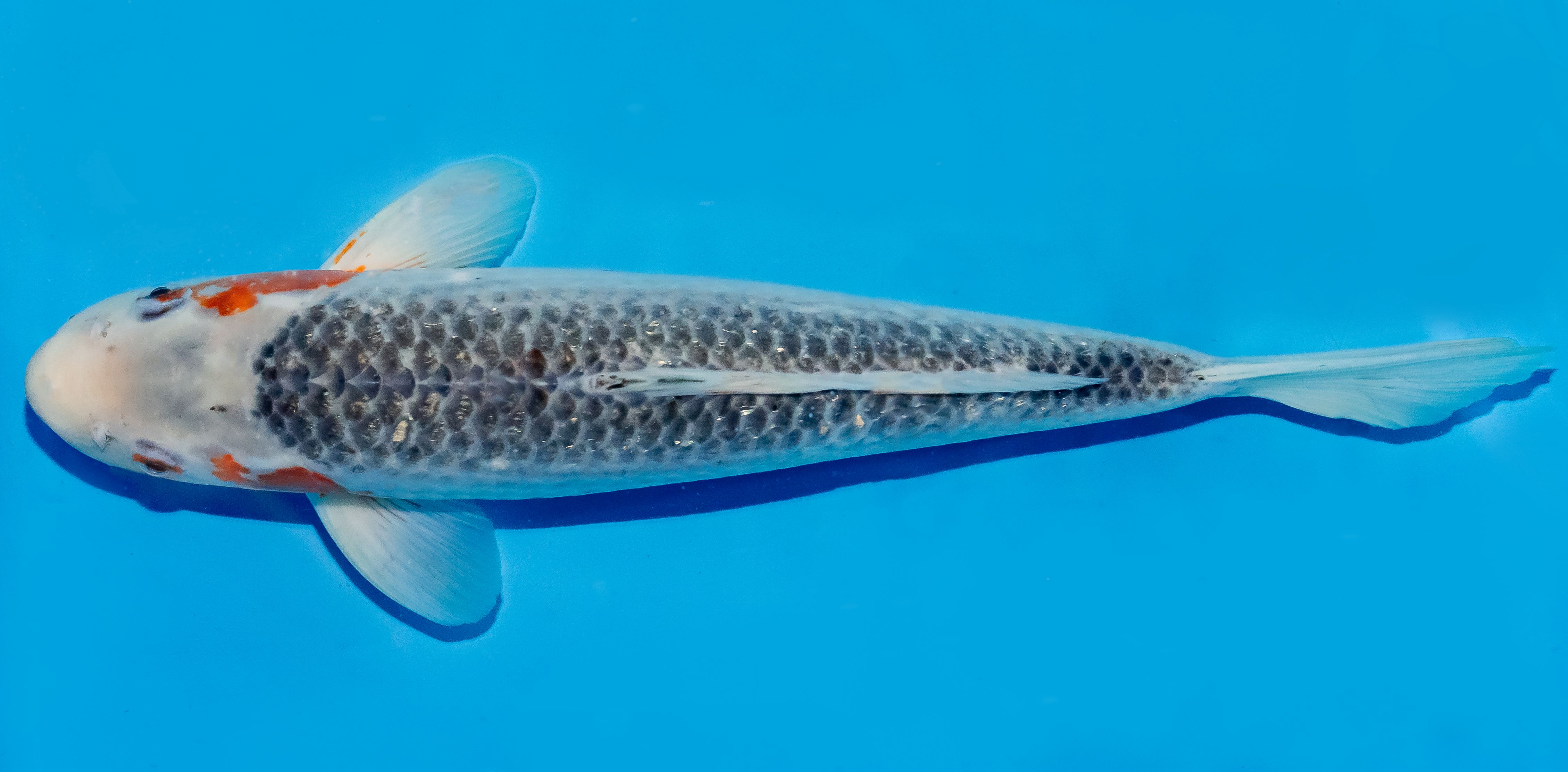 Koi 35-40cm Nr. 5075