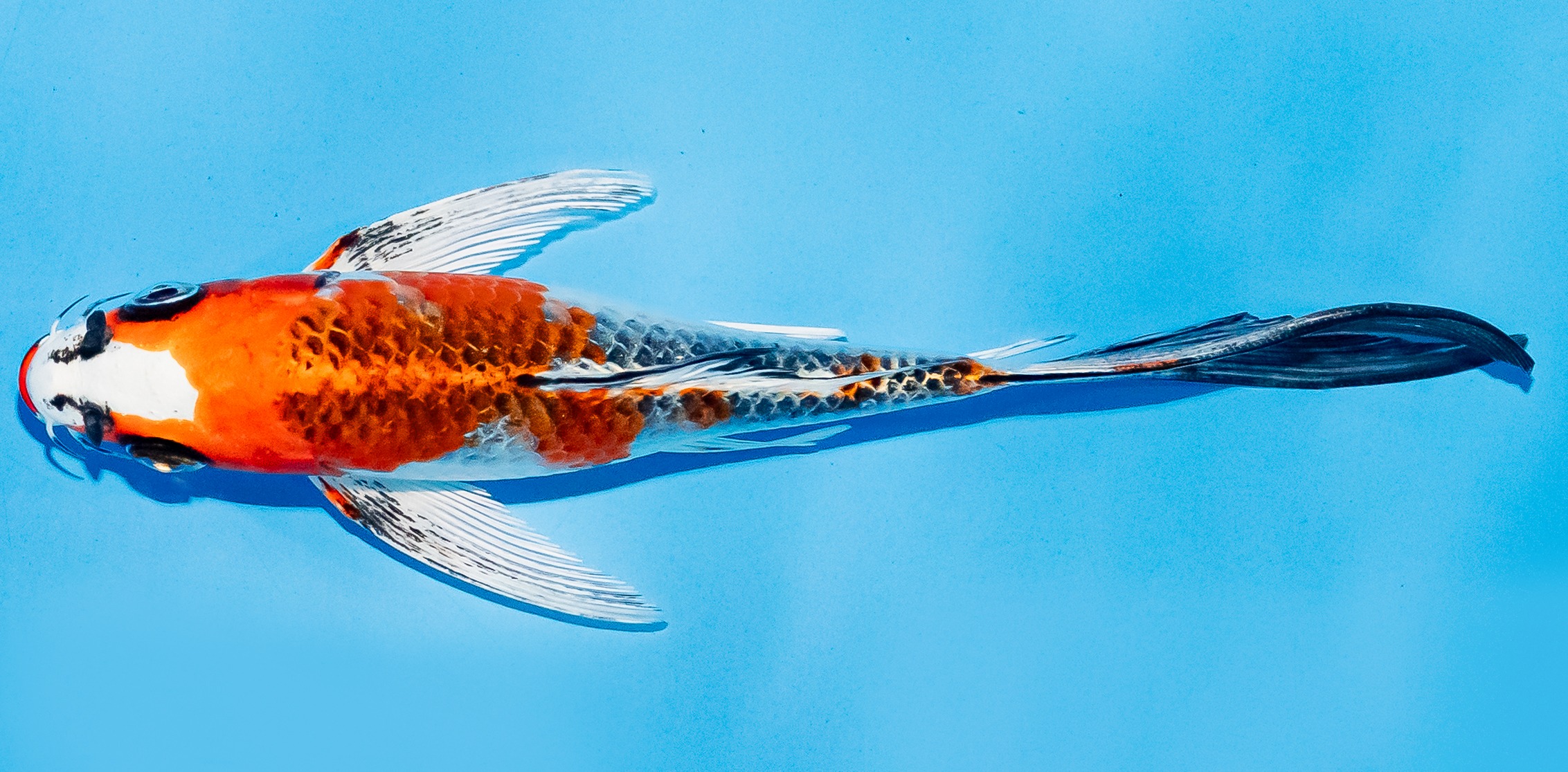 Butterfly Koi 14-17cm Nr. 7423