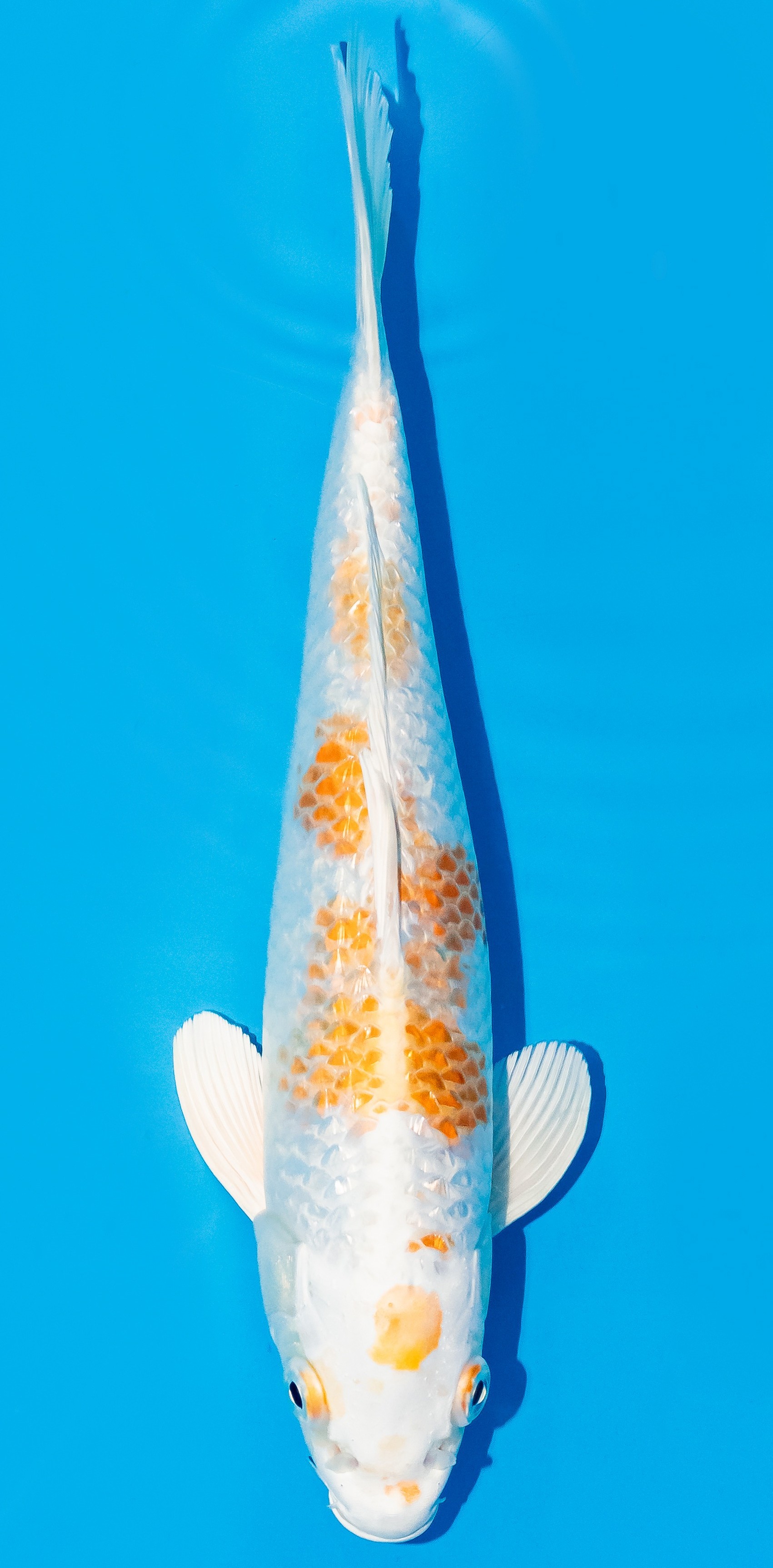 Koi 25-30cm Nr. 6206