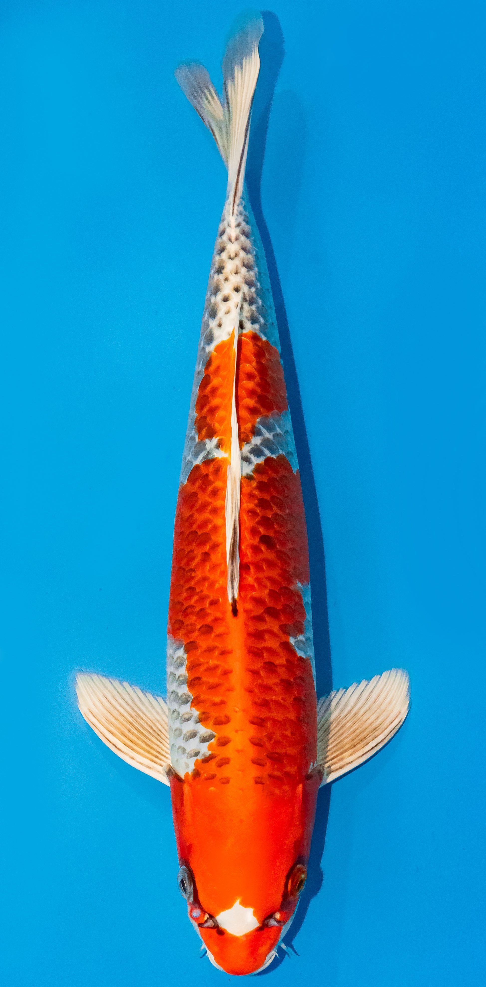Koi 35-40cm Nr. 1126