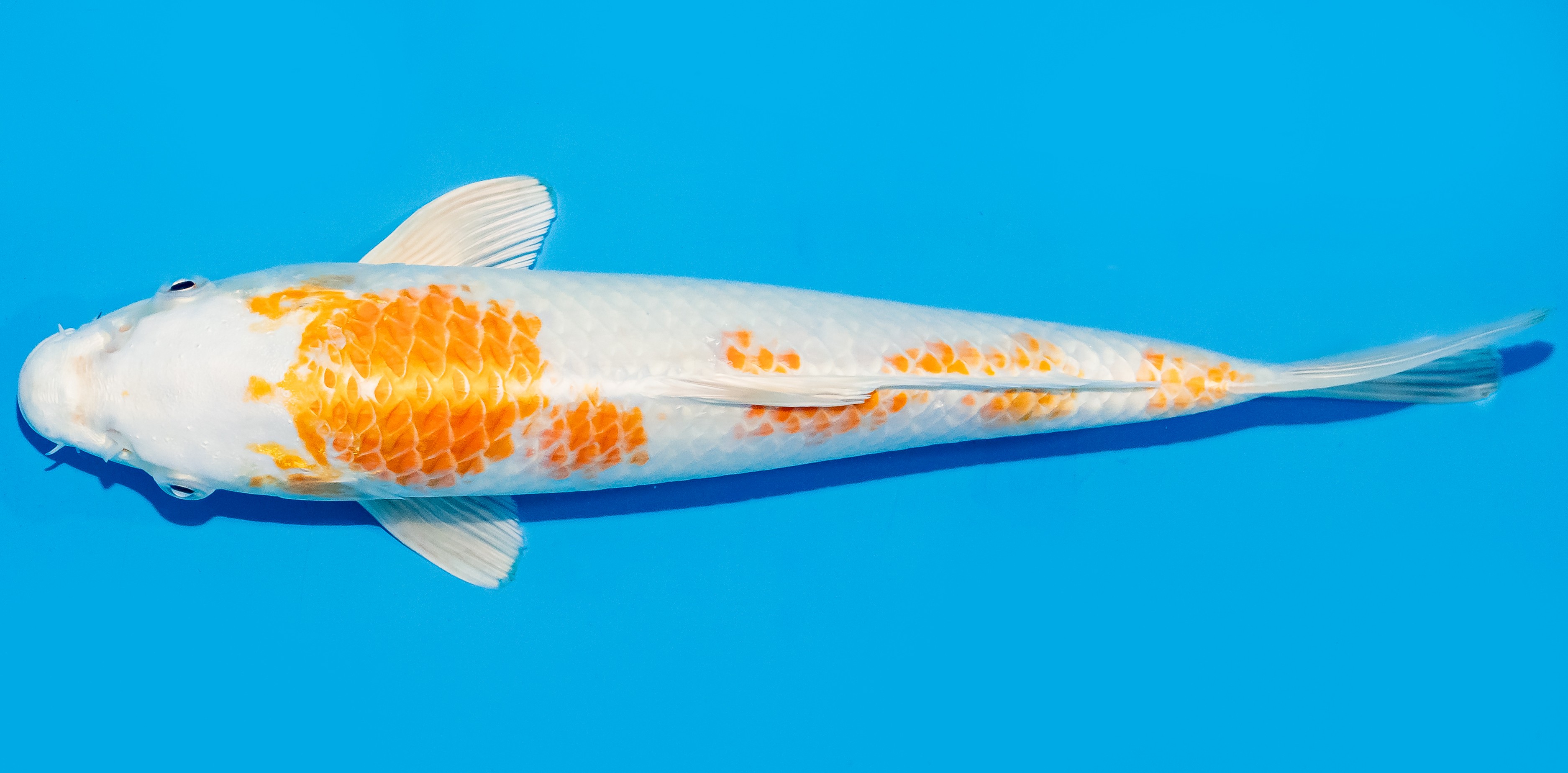 Koi 25-30cm Nr. 8307