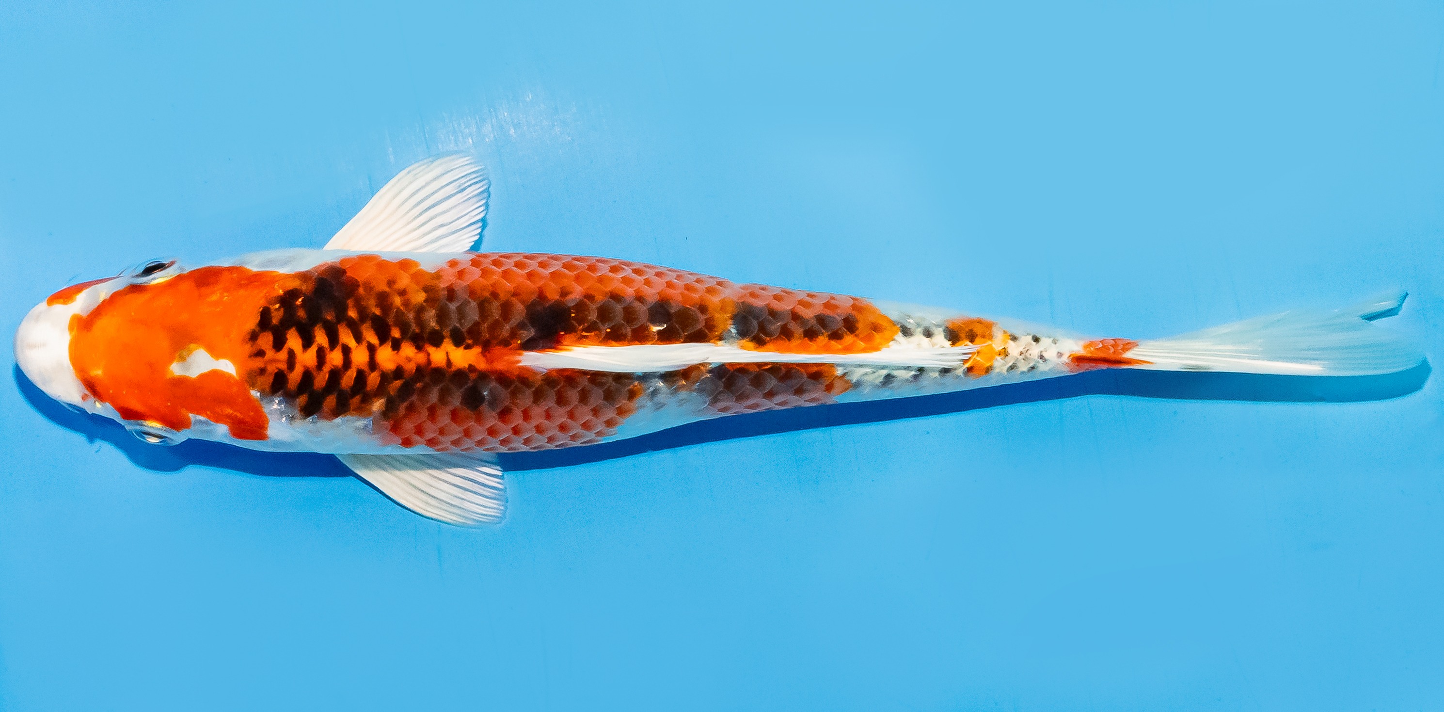 Koi 17-20cm Nr. 6875