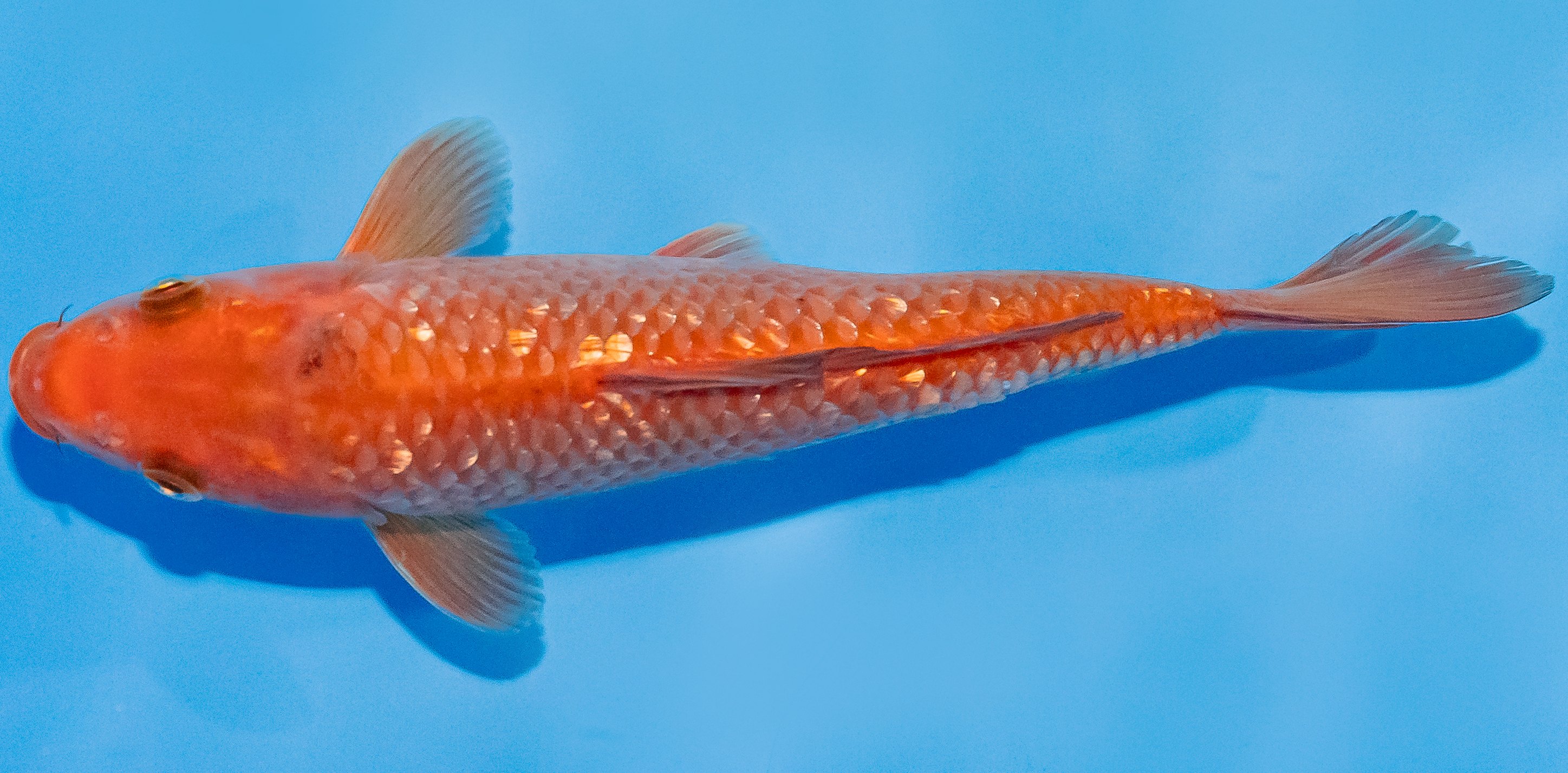 Koi 20-25cm Nr. 1859