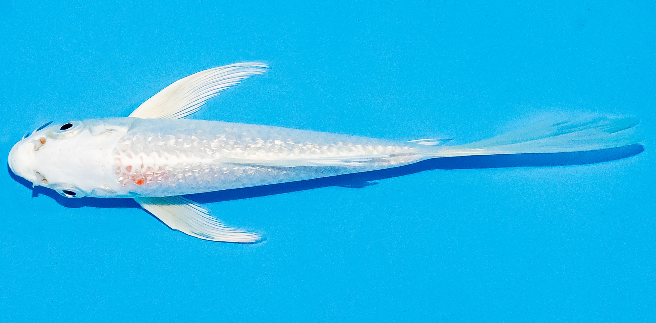 Butterfly Koi 14-17cm Nr. 5789