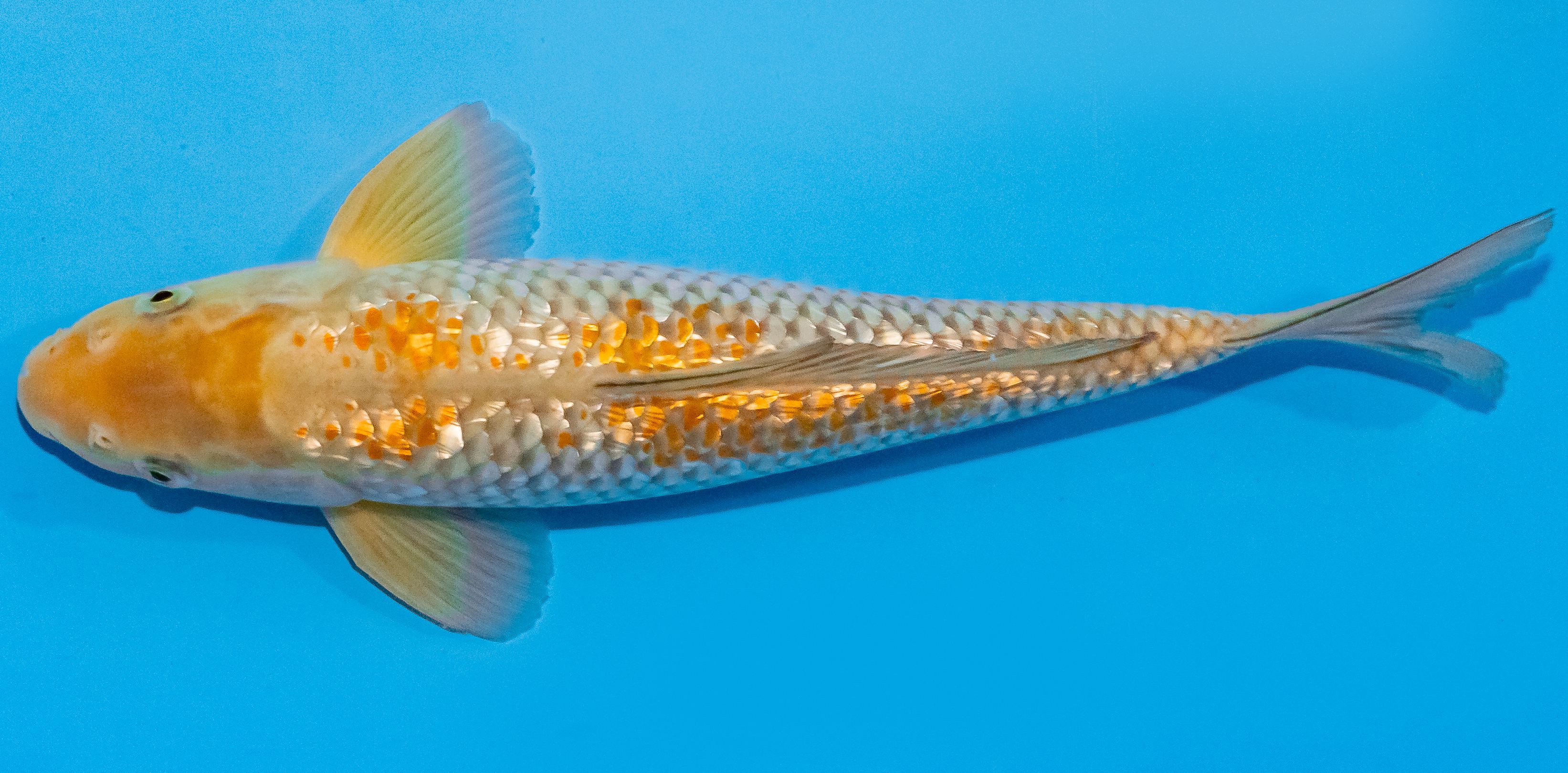 Koi 30-35cm Nr. 1367