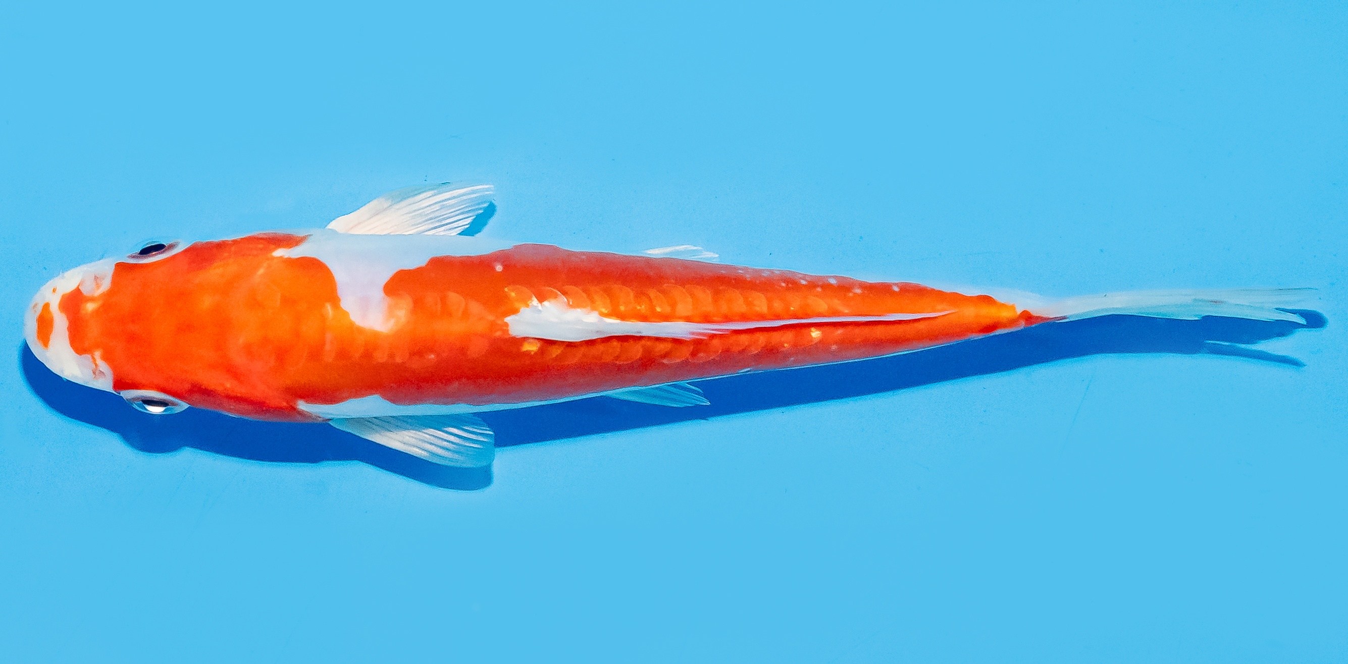 Koi 17-20cm Nr. 8809