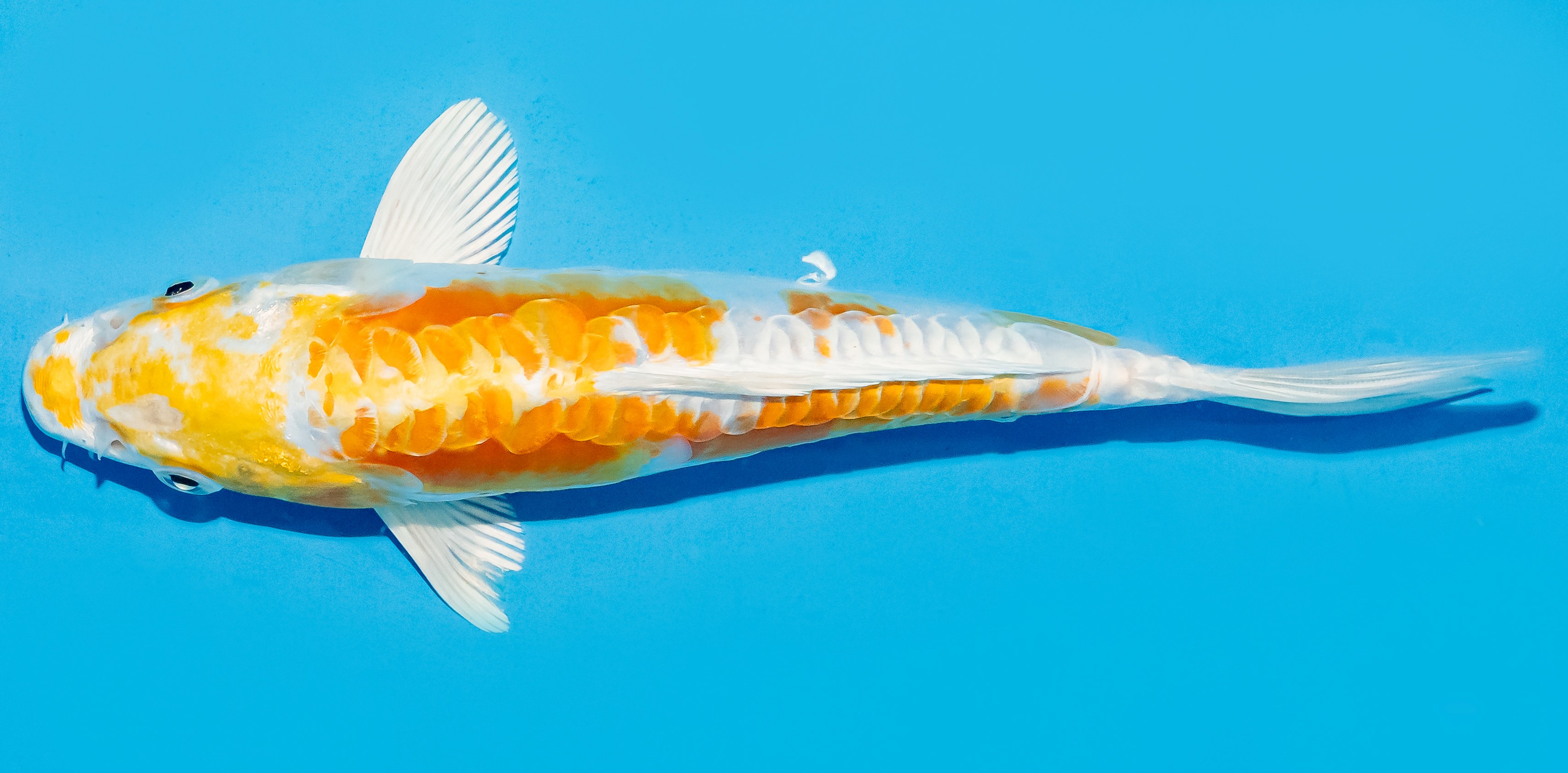 Koi 20-25cm Nr. 8643