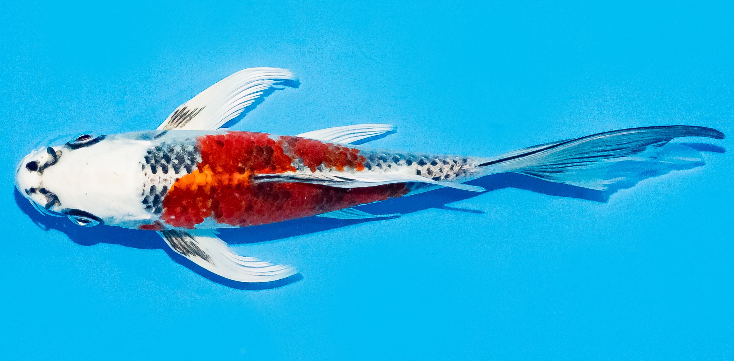 Butterfly Koi 20-25cm Nr. 8561
