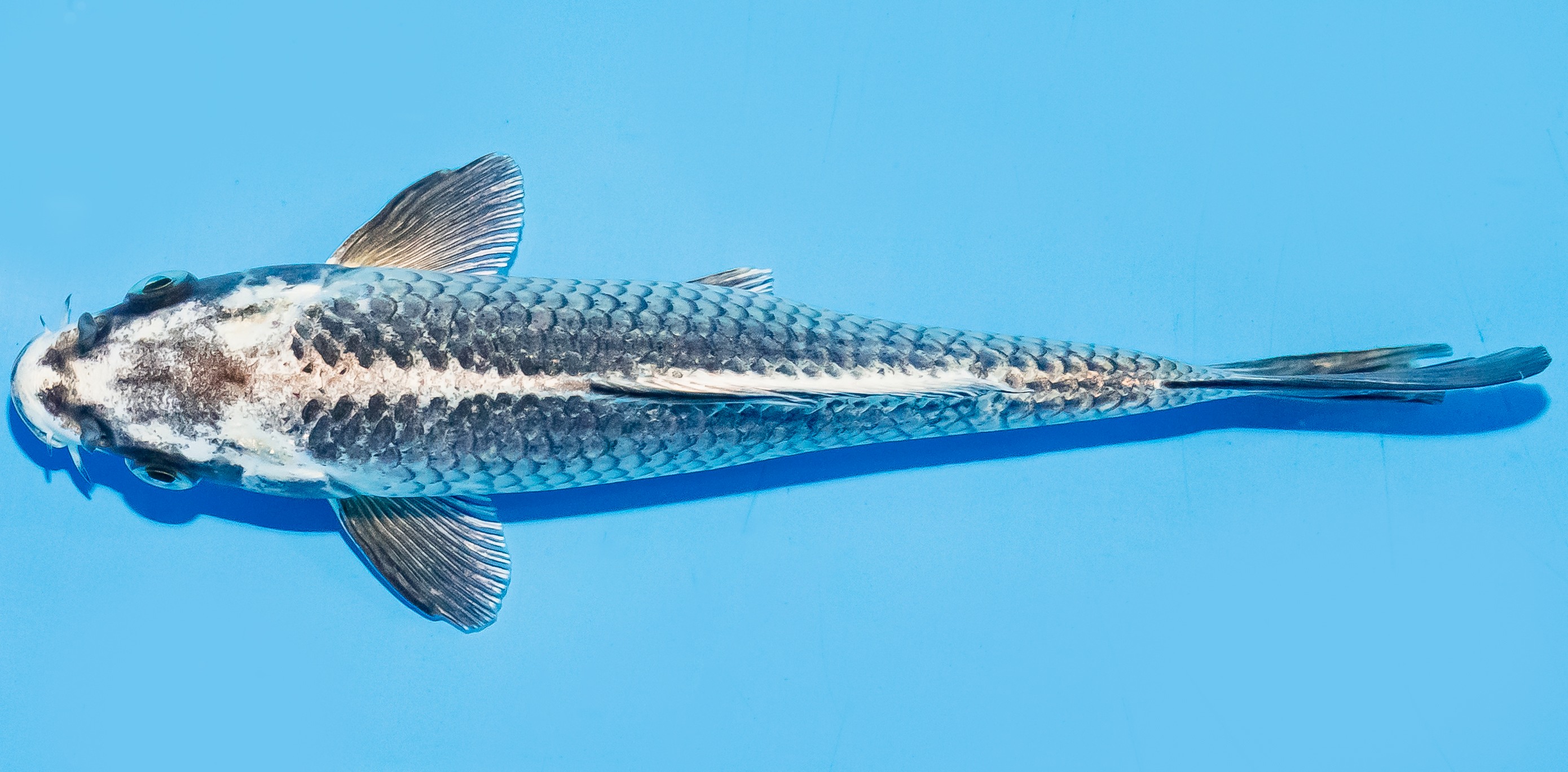 Koi 17-20cm Nr. 6597