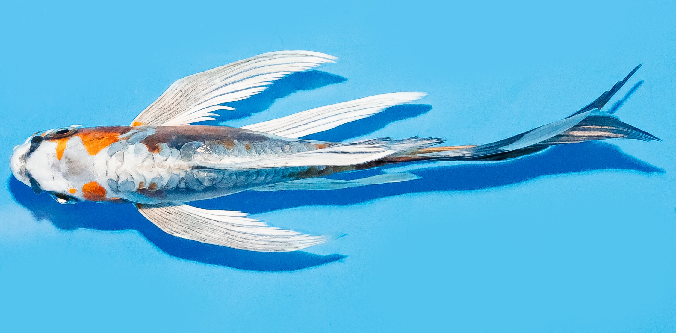 Butterfly Koi 14-17cm Nr. 8227