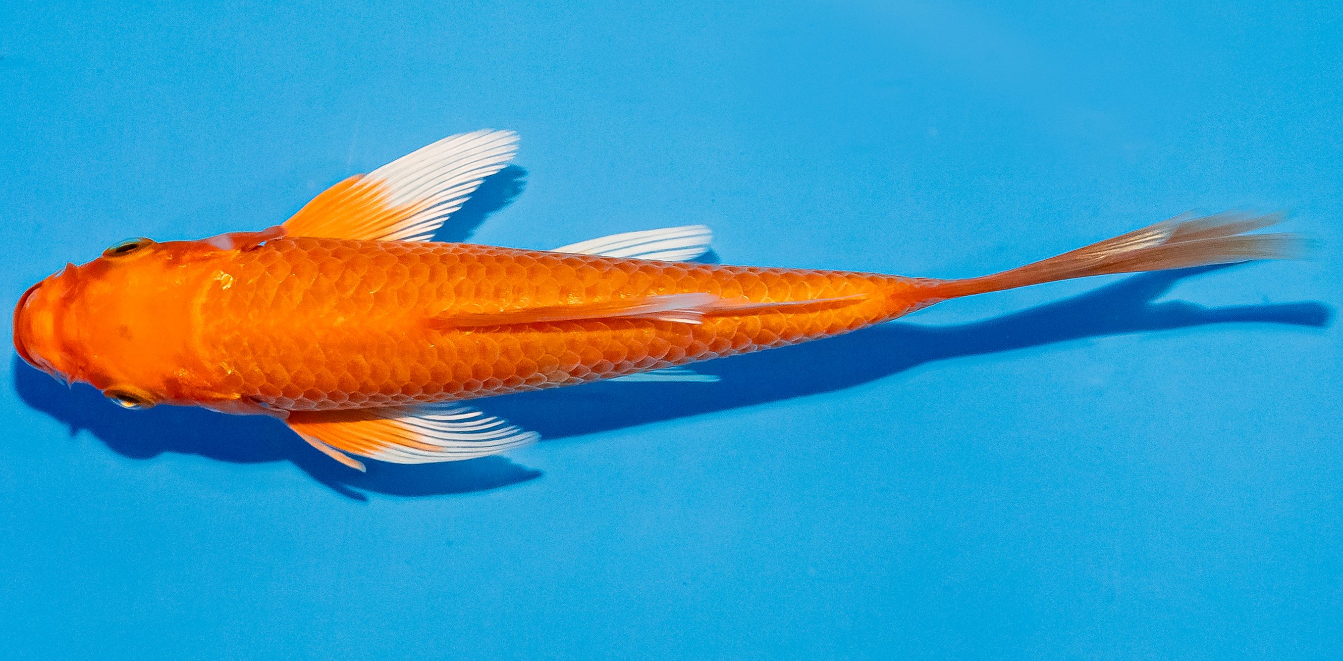Butterfly Koi 14-17cm Nr. 2557