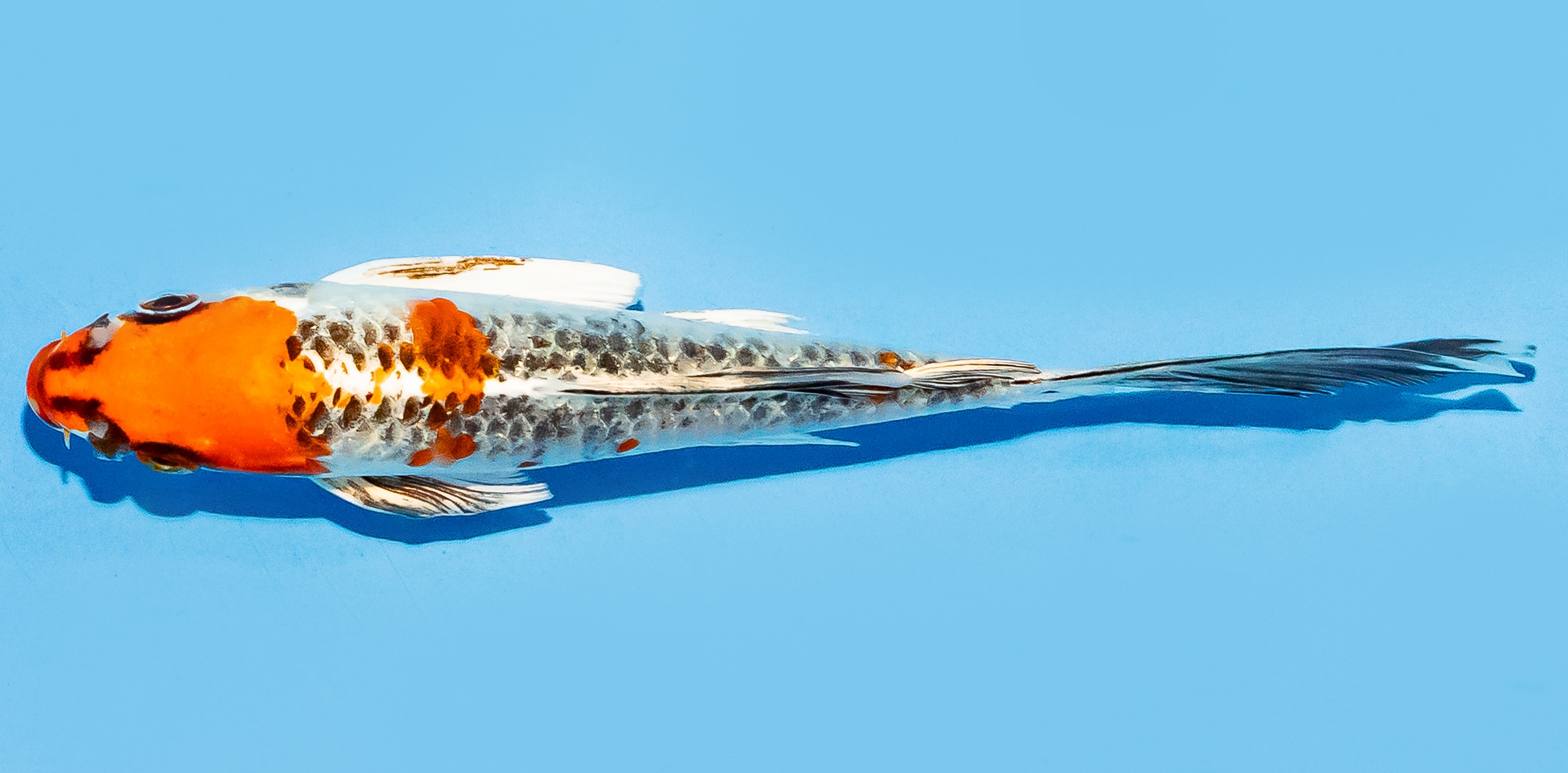 Butterfly Koi 14-17cm Nr. 8225