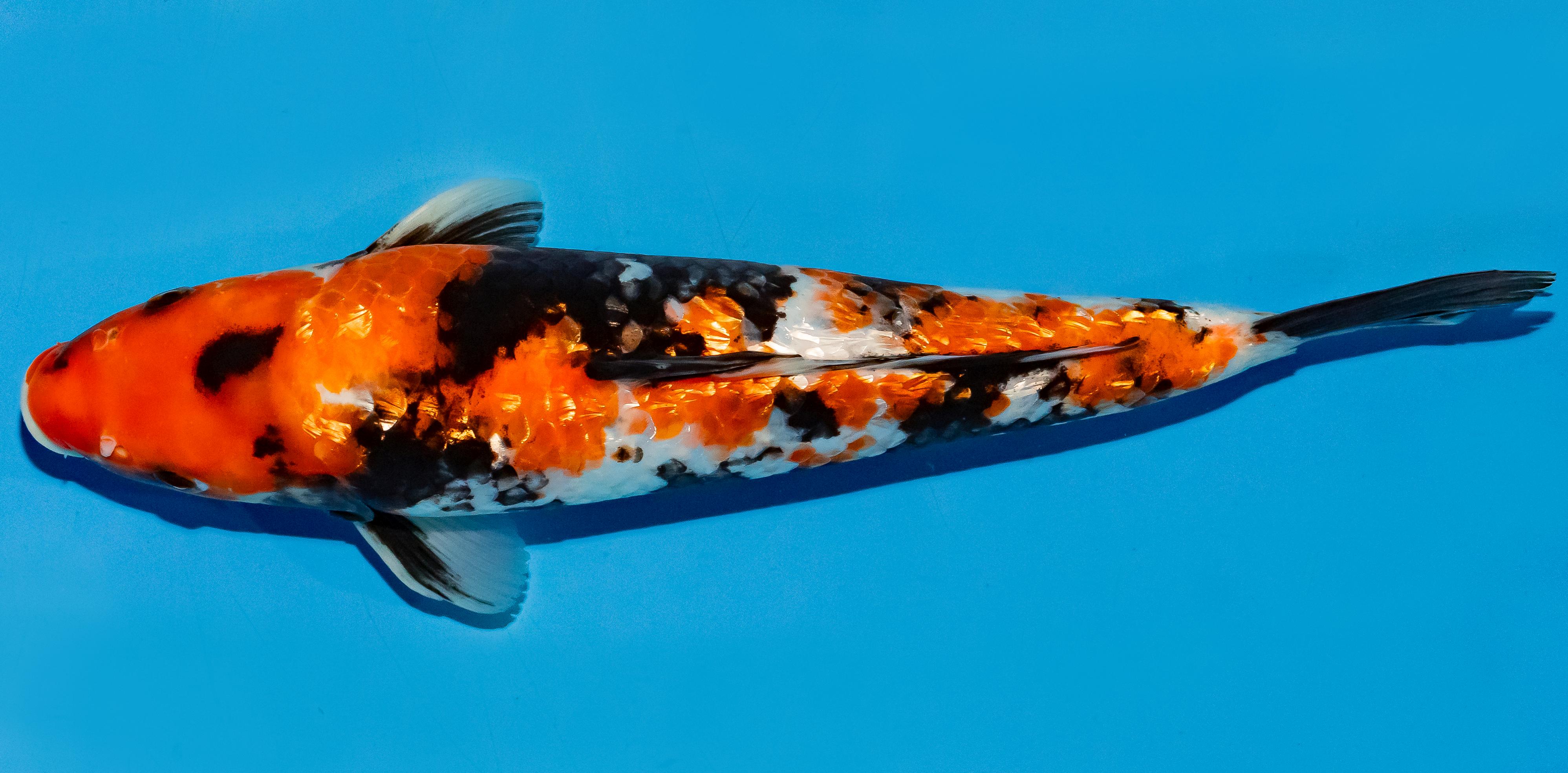 Koi 30-35cm Nr. 5116