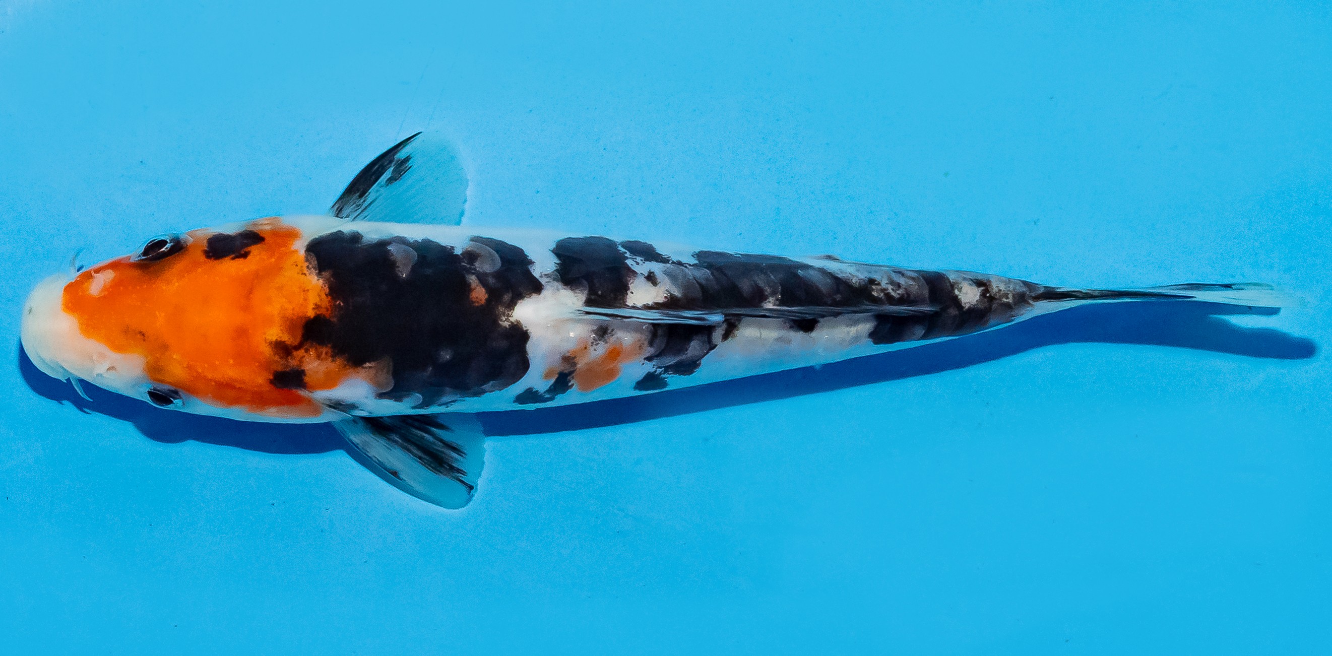 Koi 14-17cm Nr. 6124