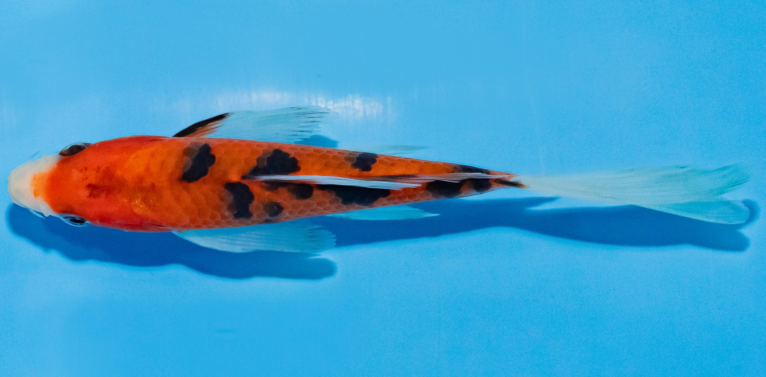 Butterfly Koi 14-17cm Nr. 2543