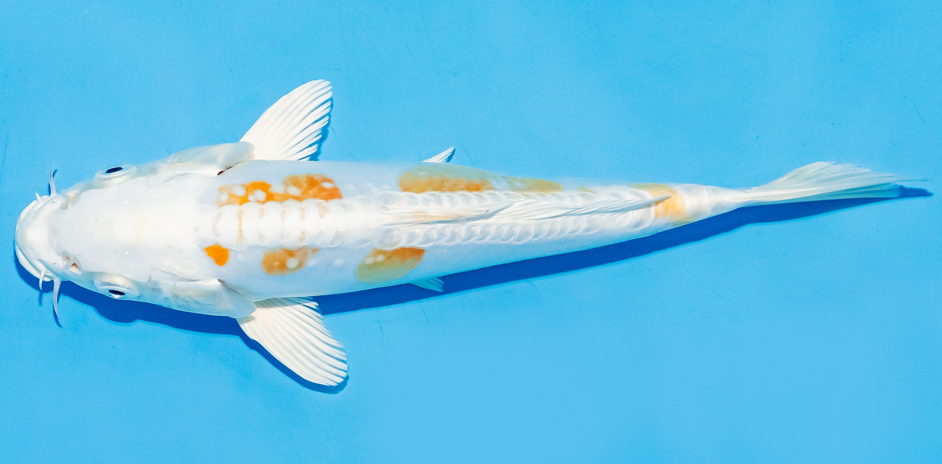 Koi 20-25cm Nr. 6628