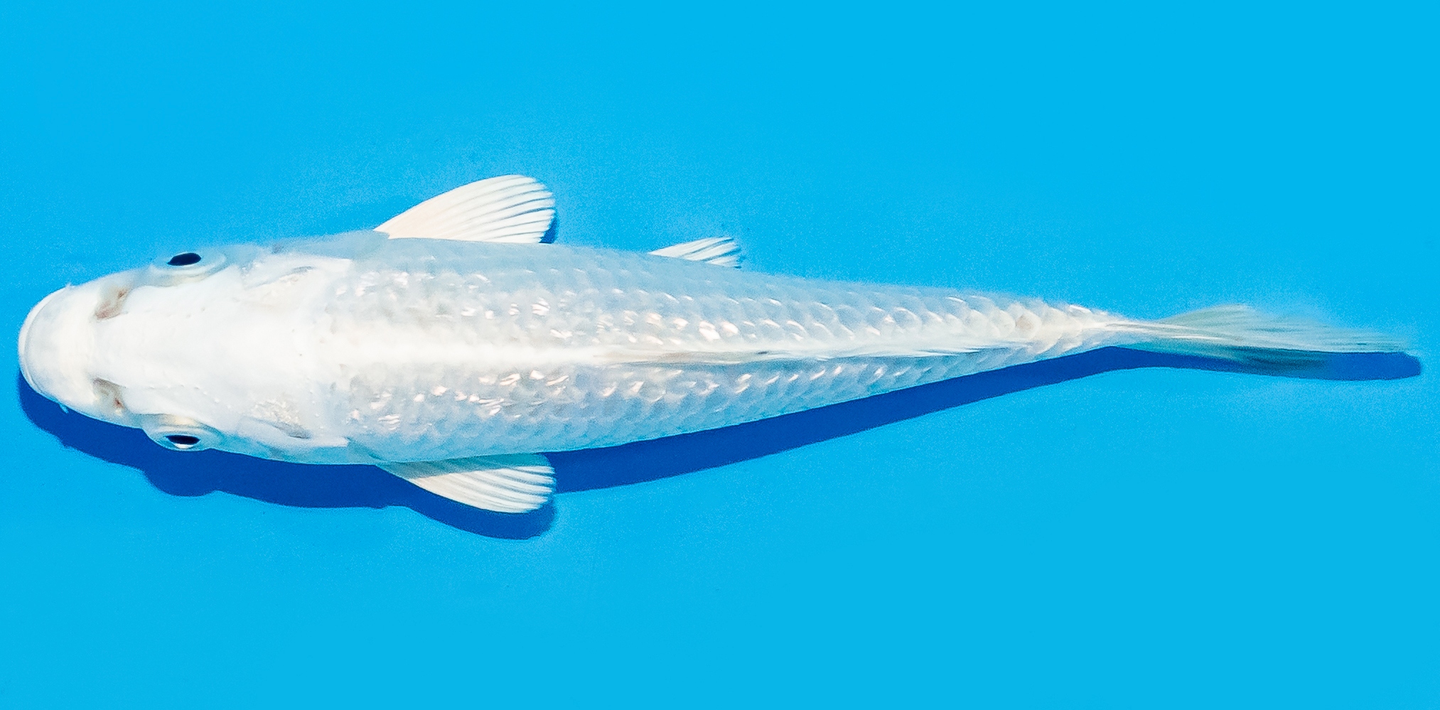Koi 14-17cm Nr. 8119