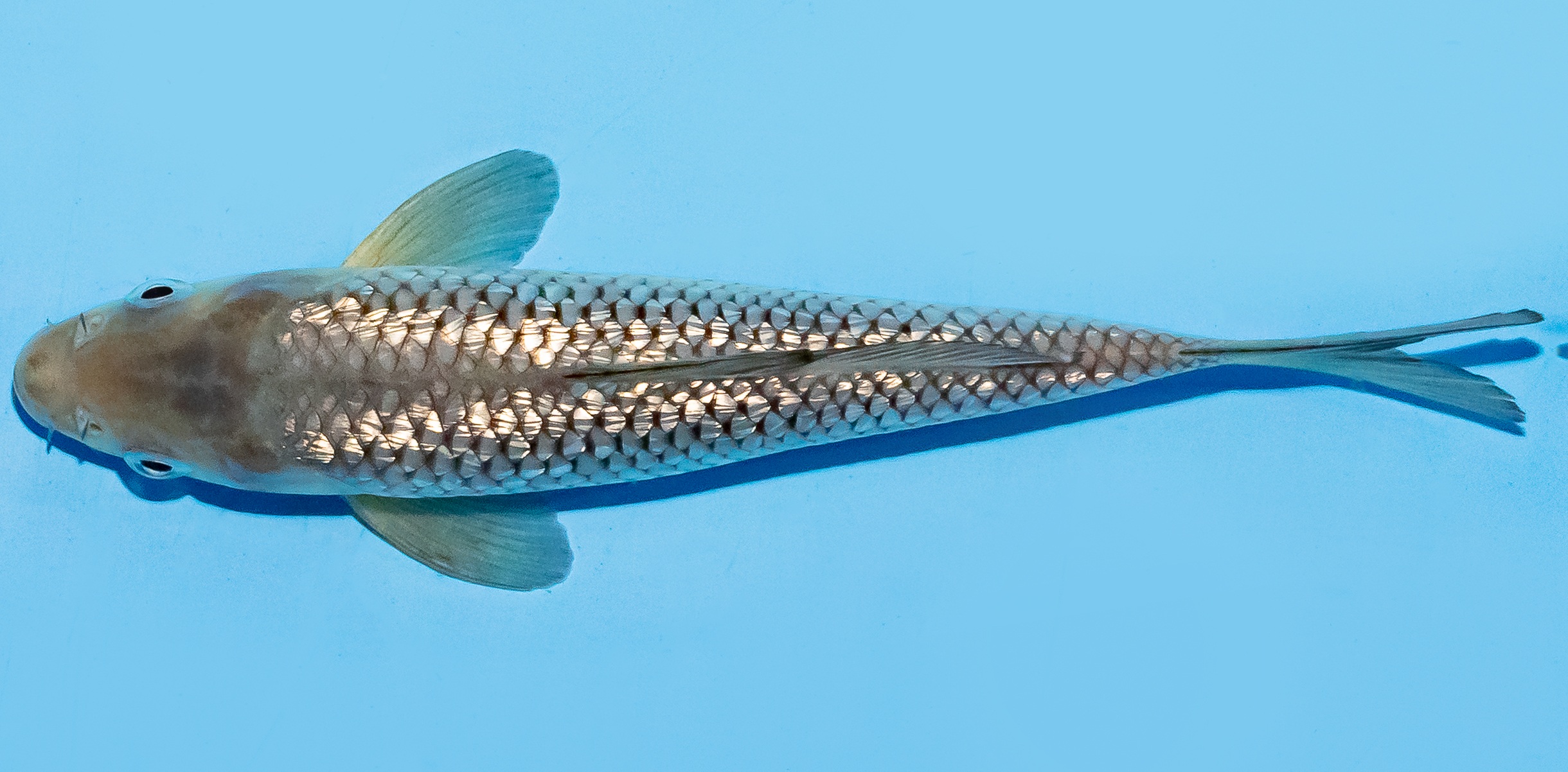 Koi 17-20cm Nr. 8764