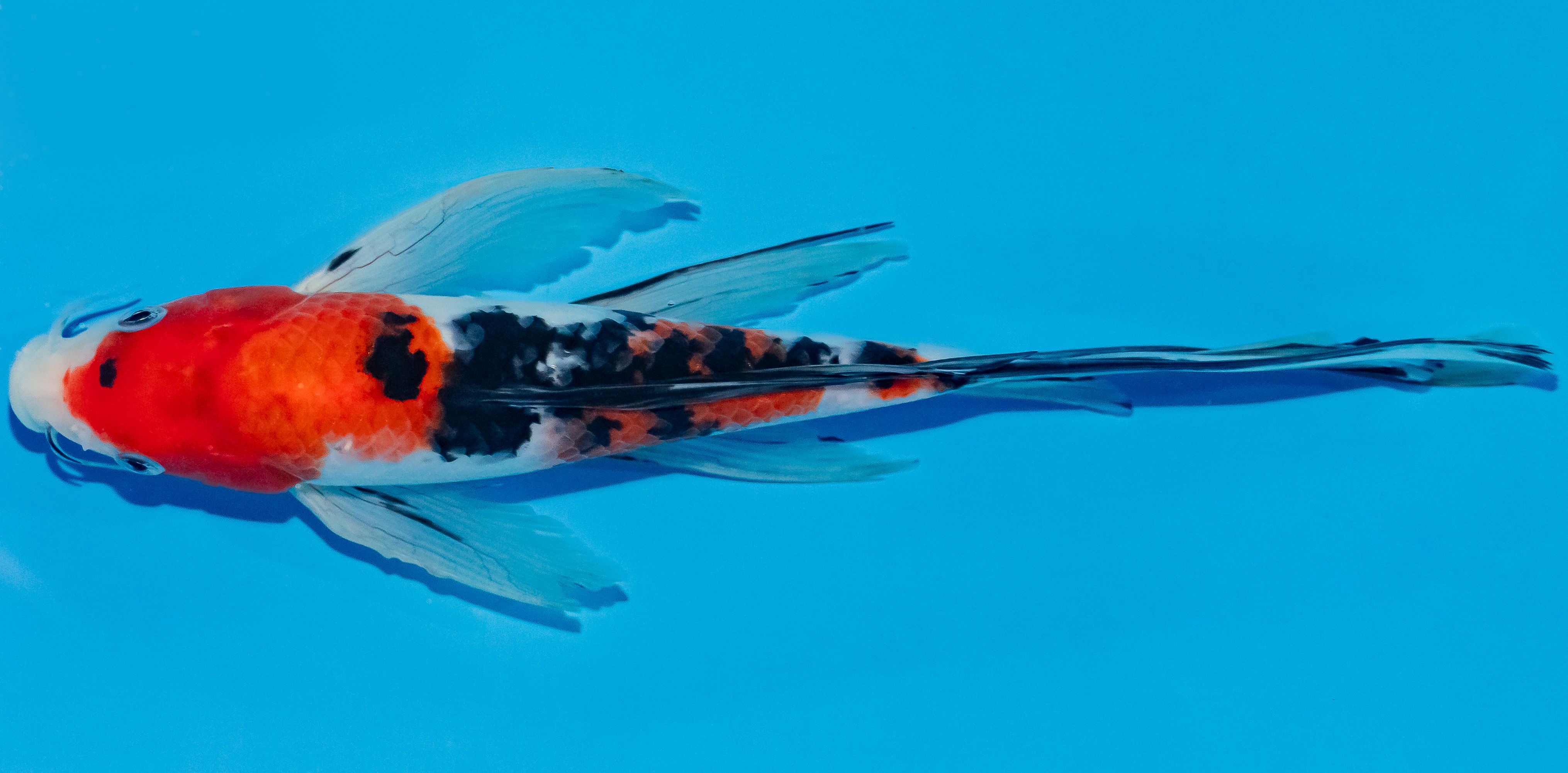 Butterfly Koi 25-30cm Nr. 2349