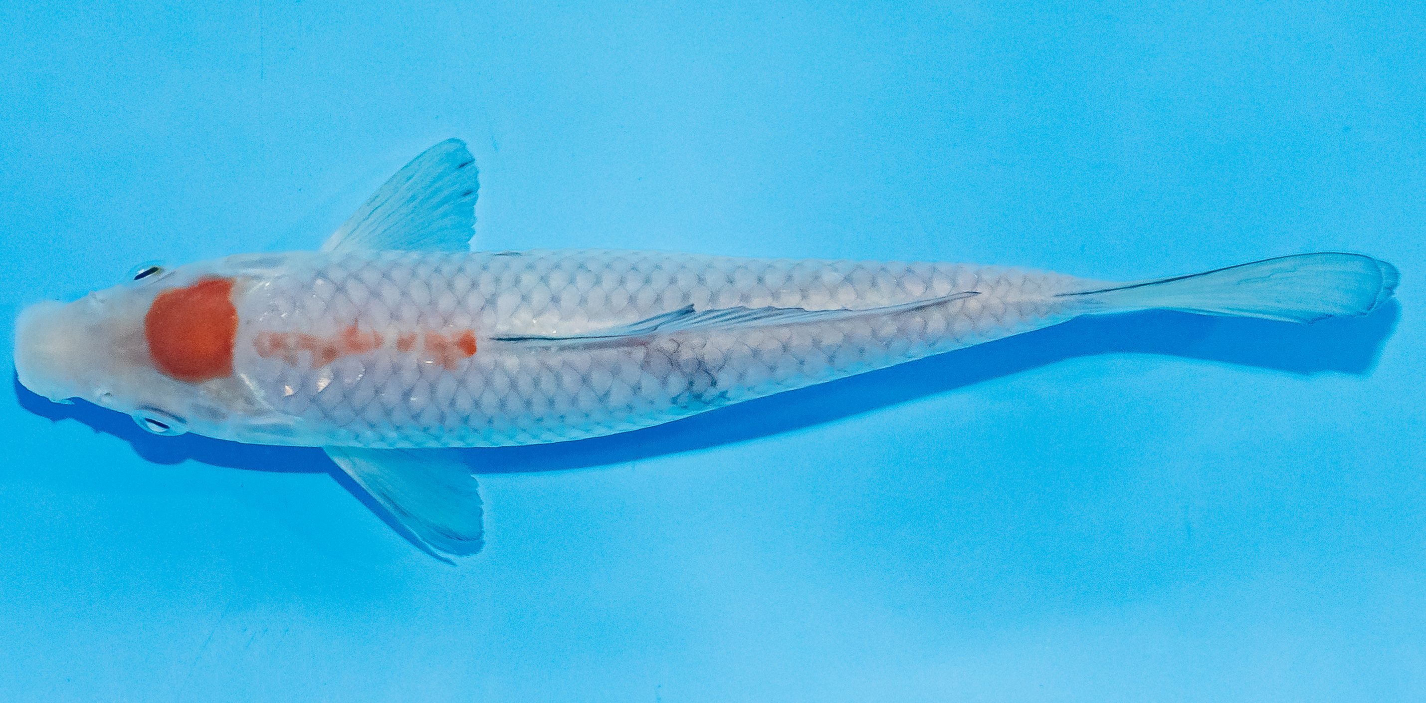Koi 17-20cm Nr. 3347