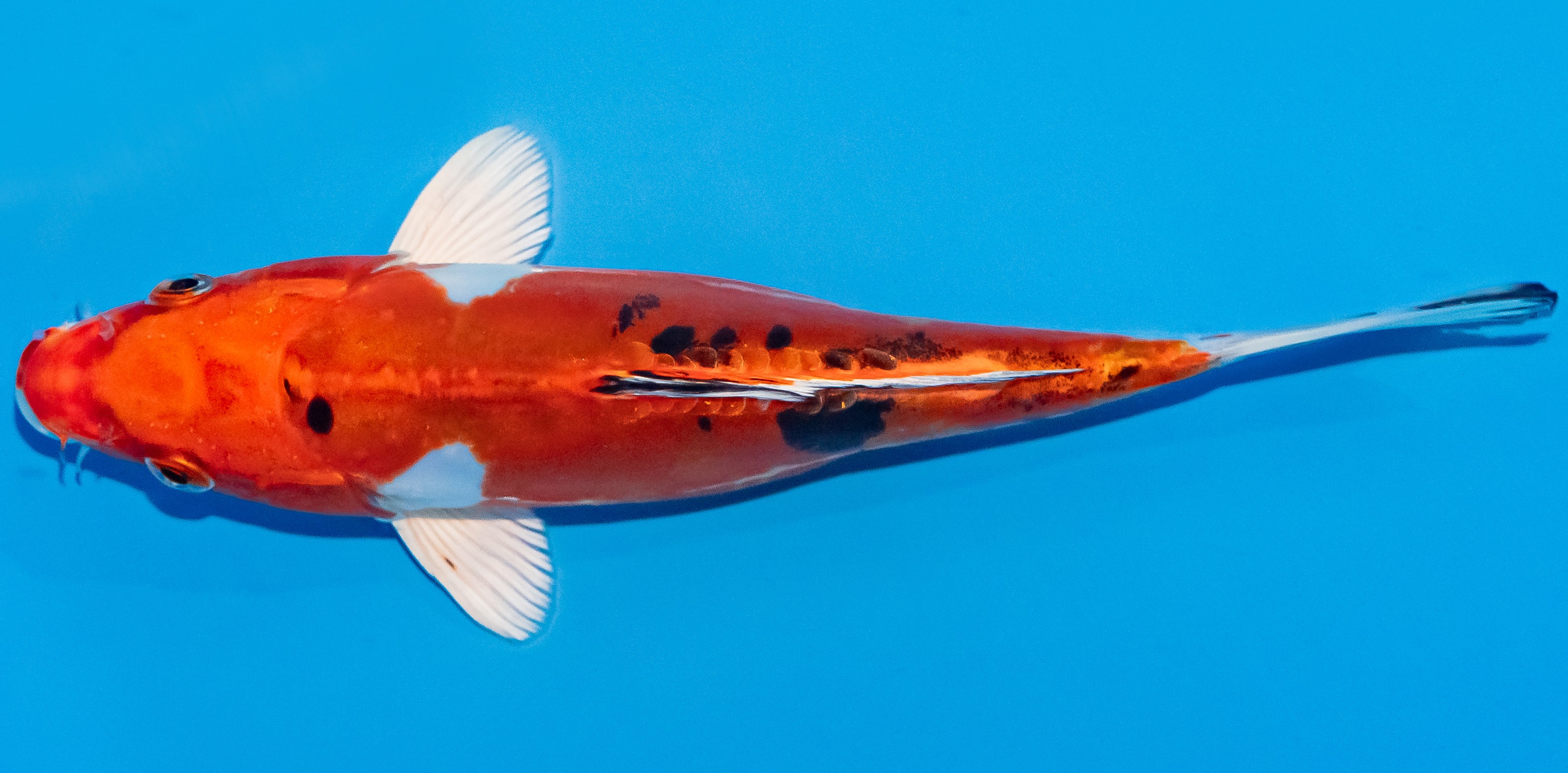Koi 17-20cm Nr. 2008