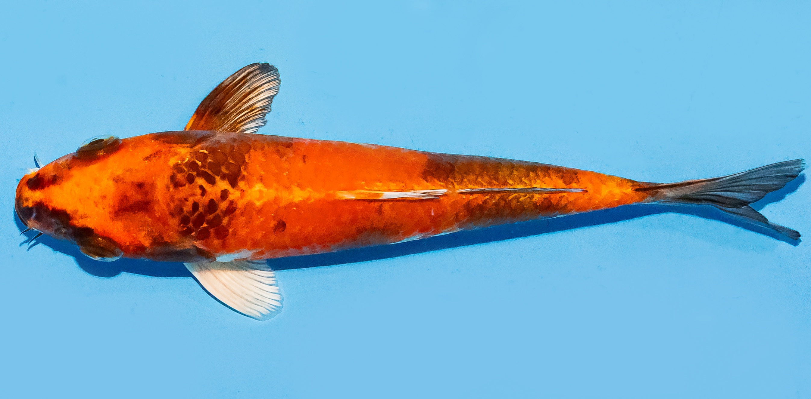 Koi 17-20cm Nr. 6572