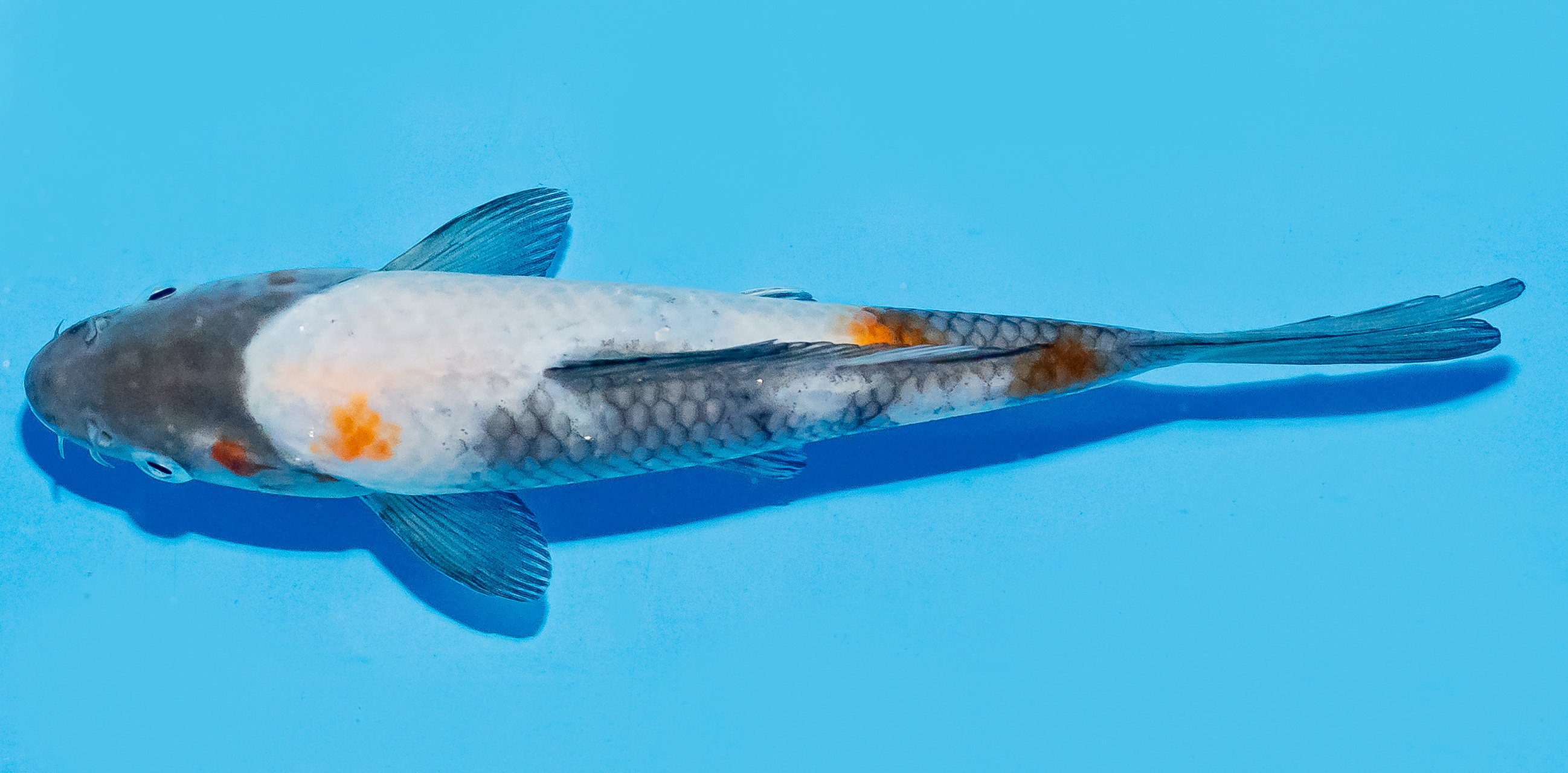 Koi 17-20cm Nr. 8802
