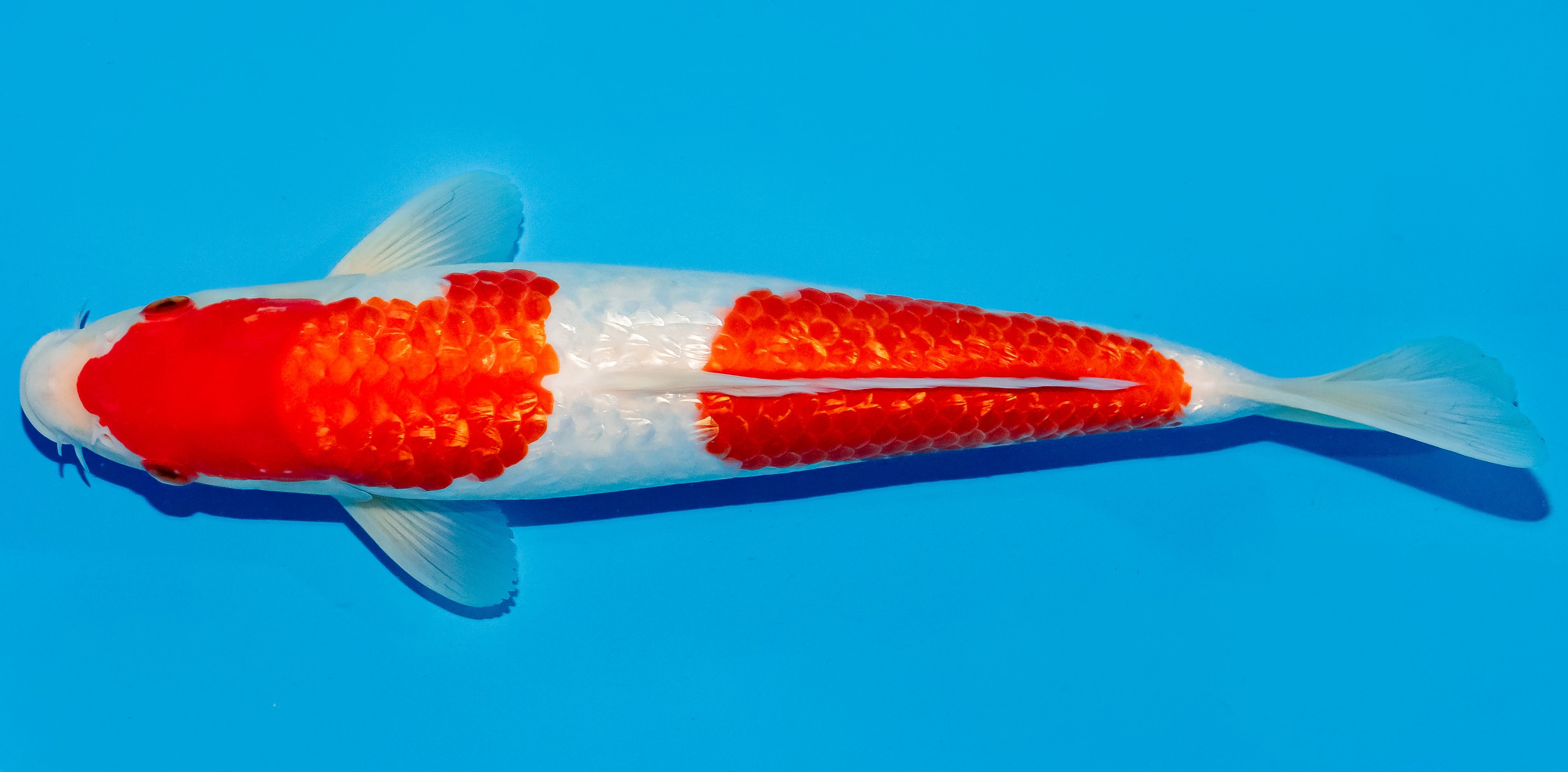 Koi 30-35cm Nr. 6335