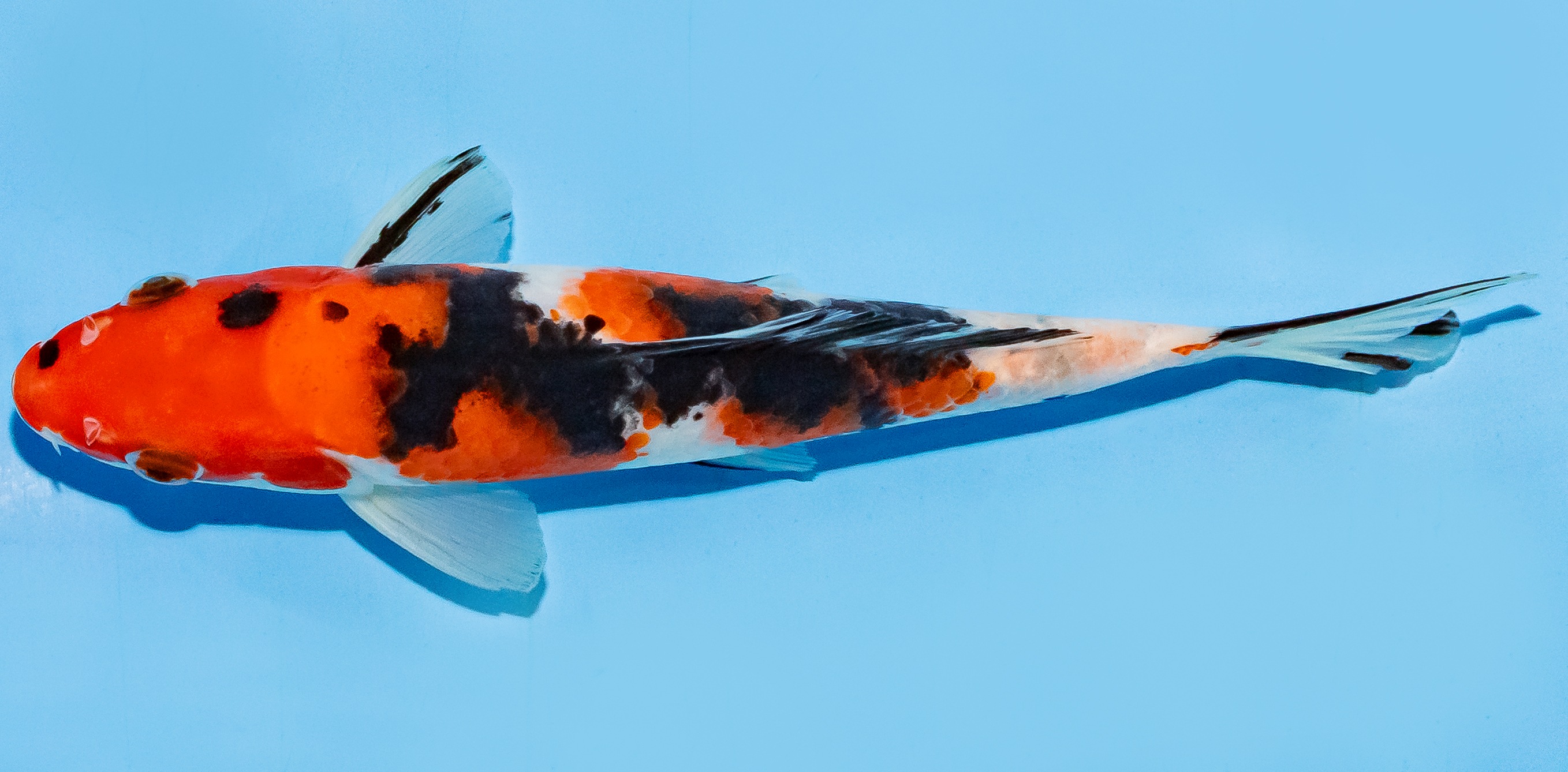 Koi 17-20cm Nr. 7234