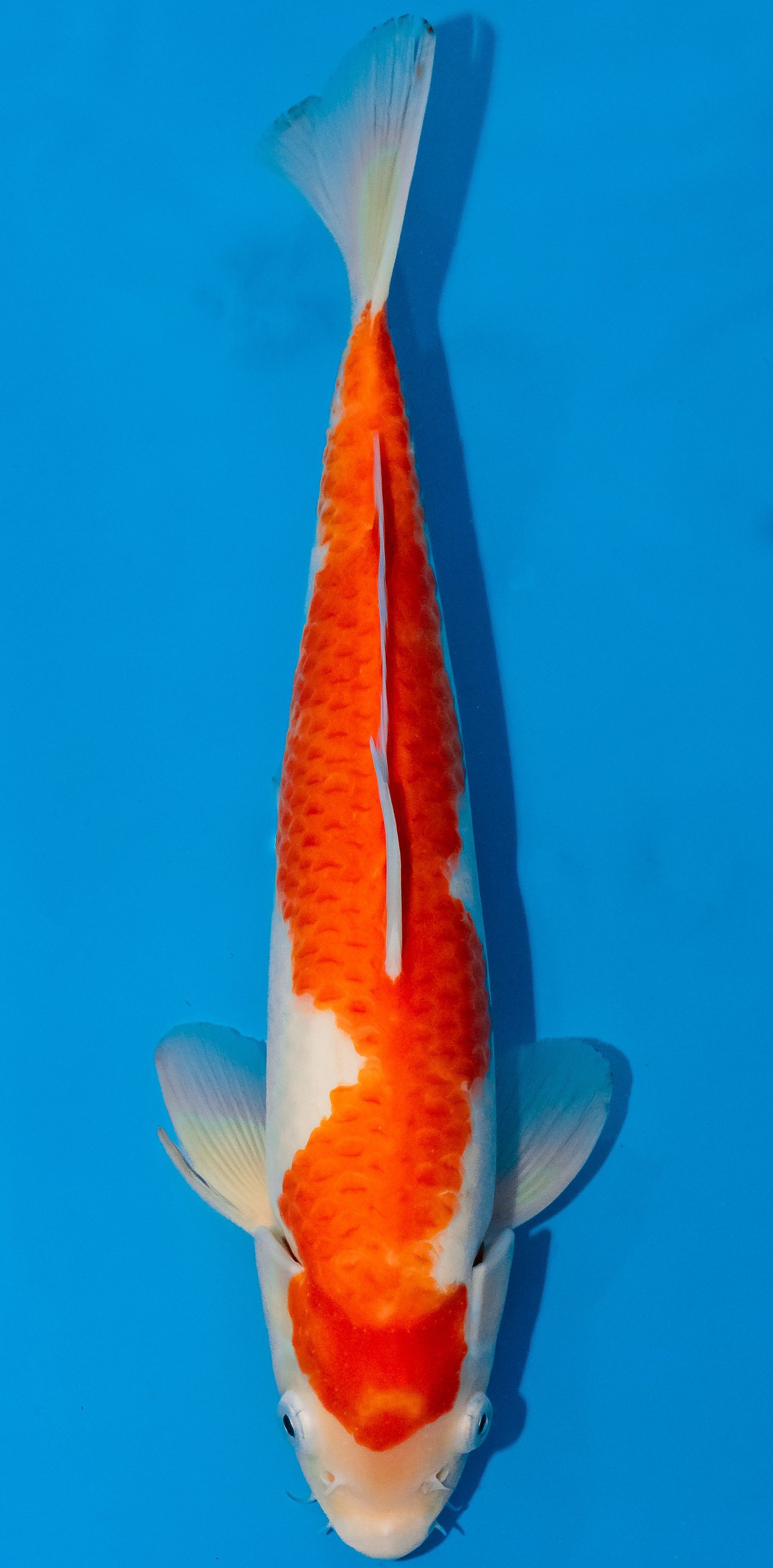 Koi 30-35cm Nr. 1052