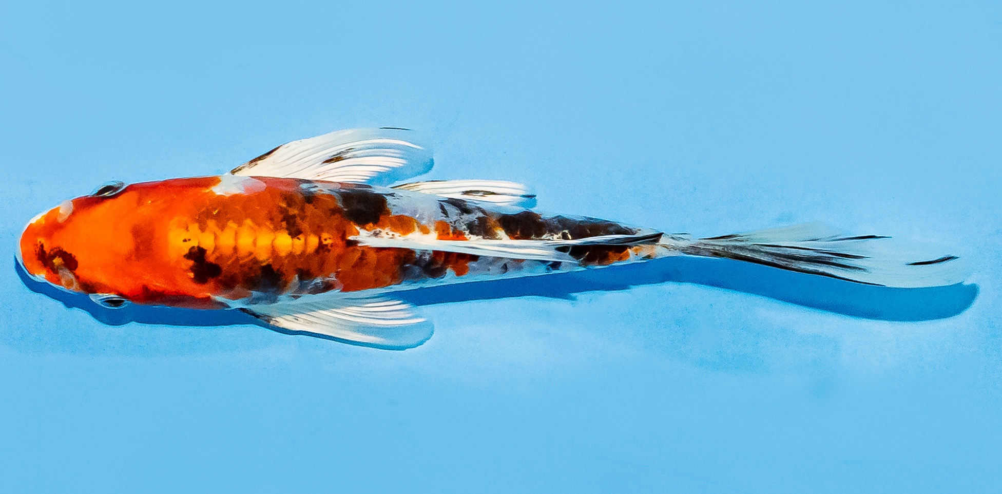 Butterfly Koi 14-17cm Nr. 8242