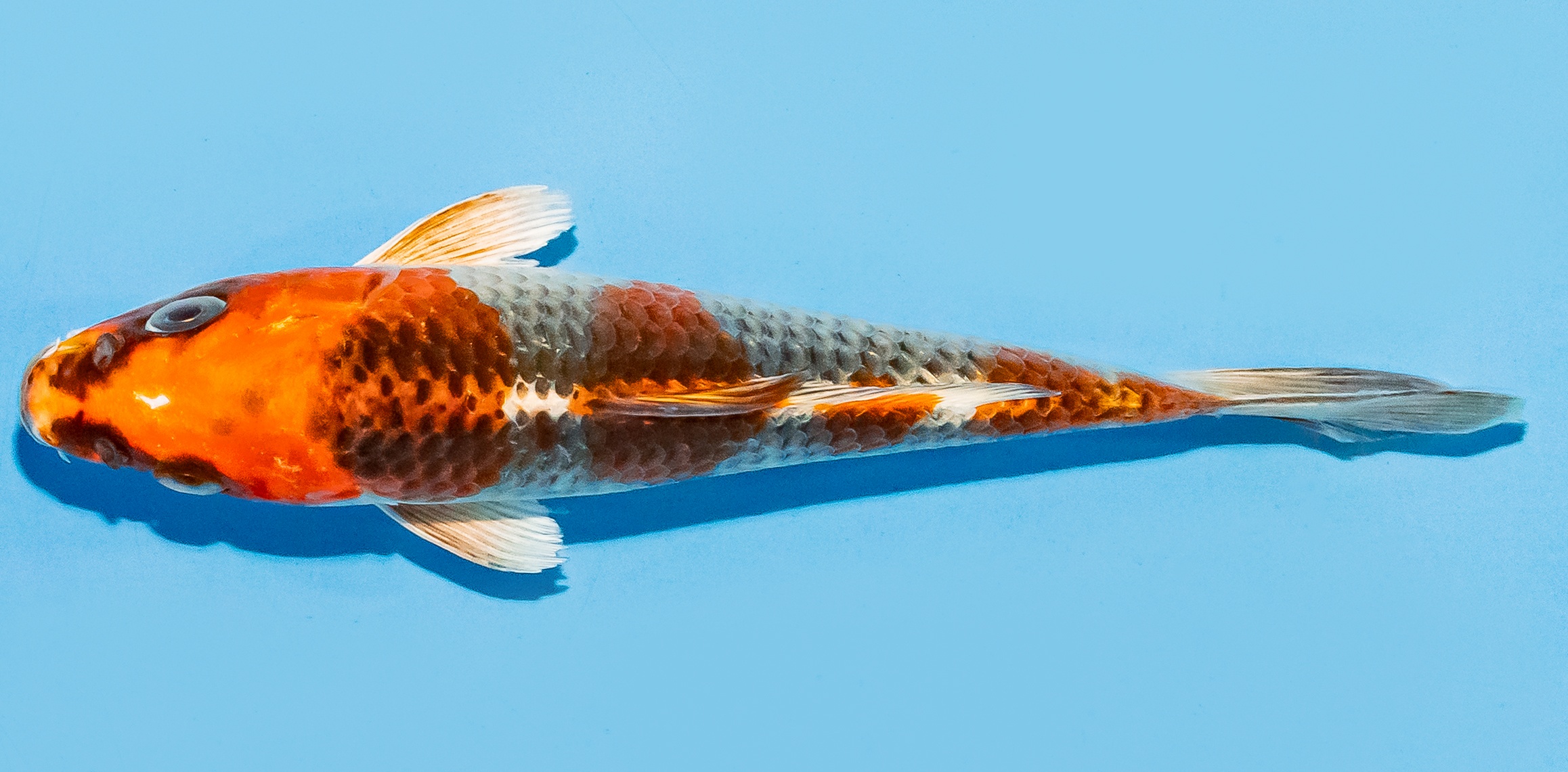 Koi 14-17cm Nr. 8013