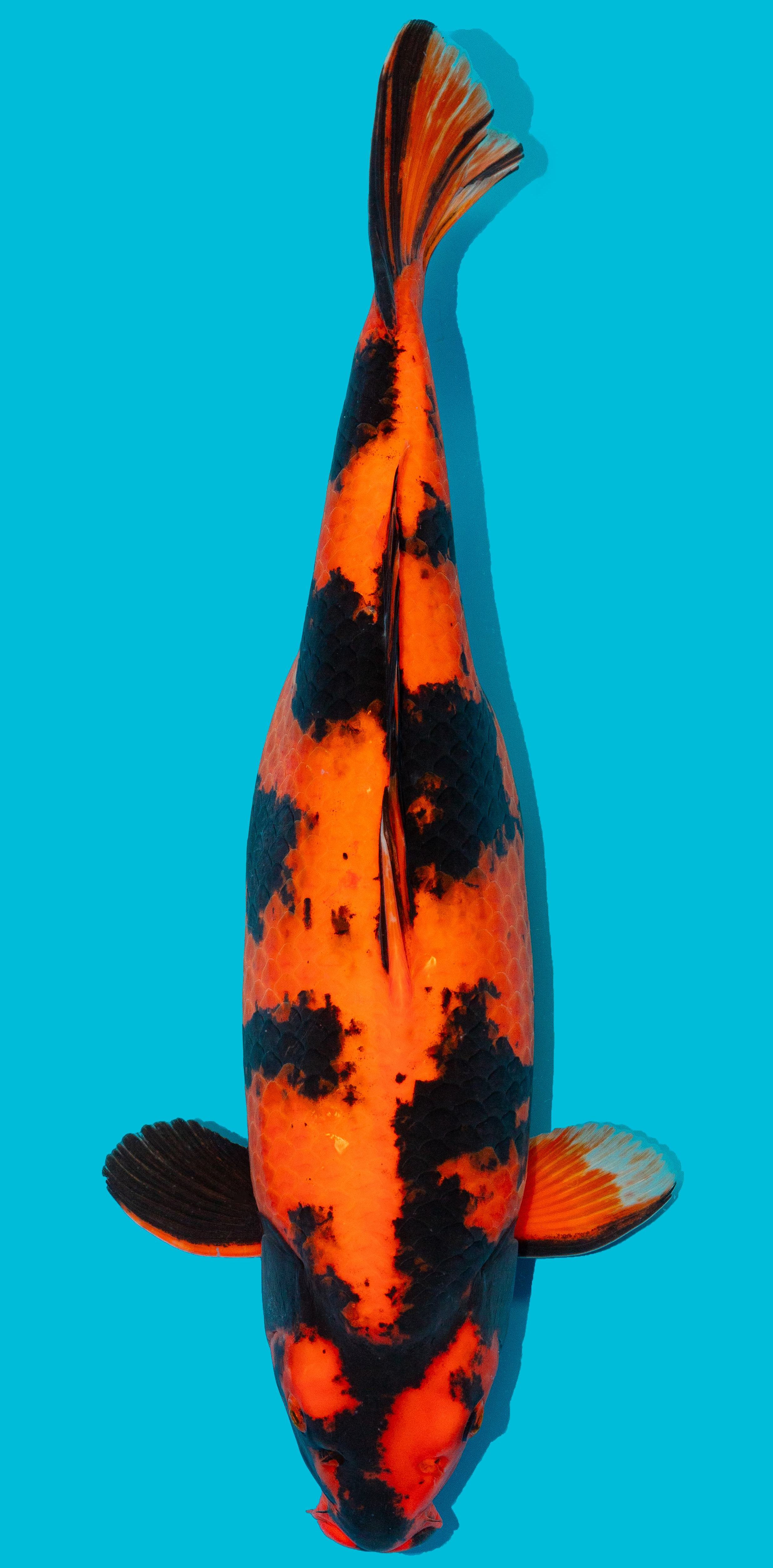 Hi Utsuri ca. 60cm Nr. 4841 