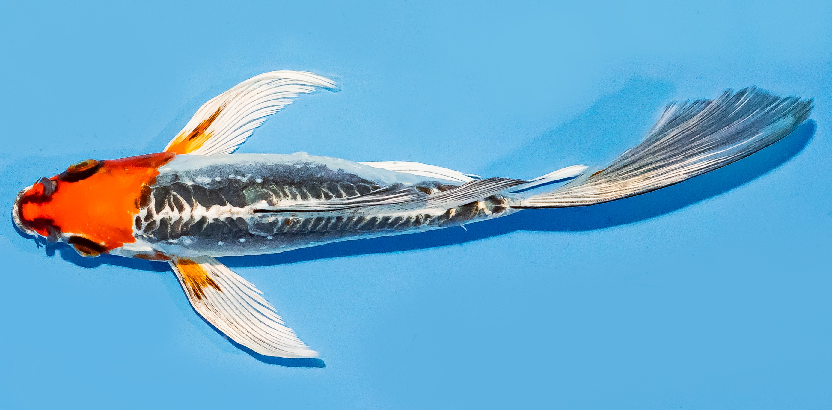 Butterfly Koi 17-20cm Nr. 6965