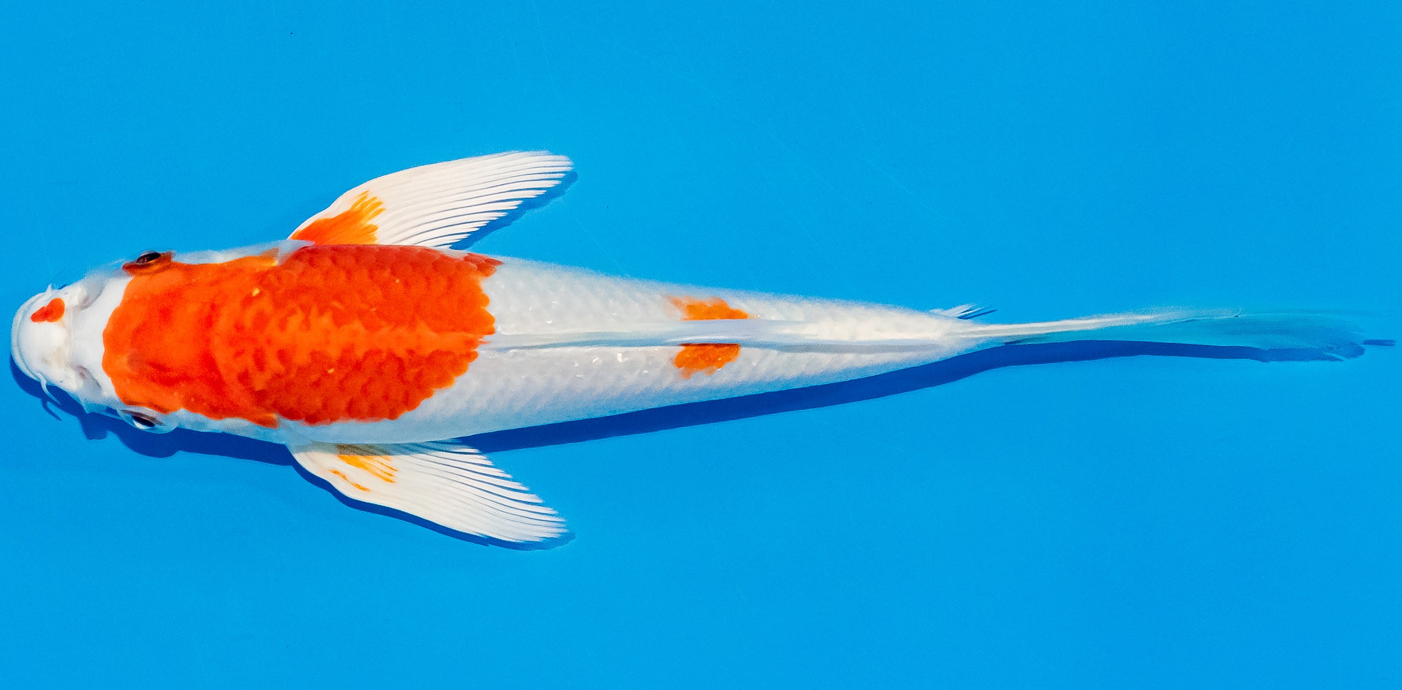 Butterfly Koi 20-25cm Nr. 3303