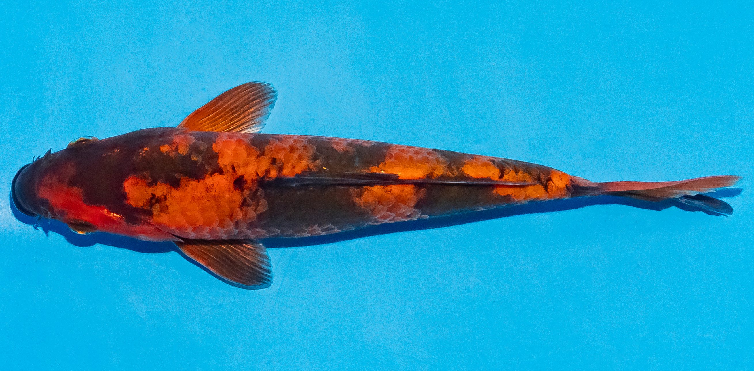 Koi 20-25cm Nr. 6003