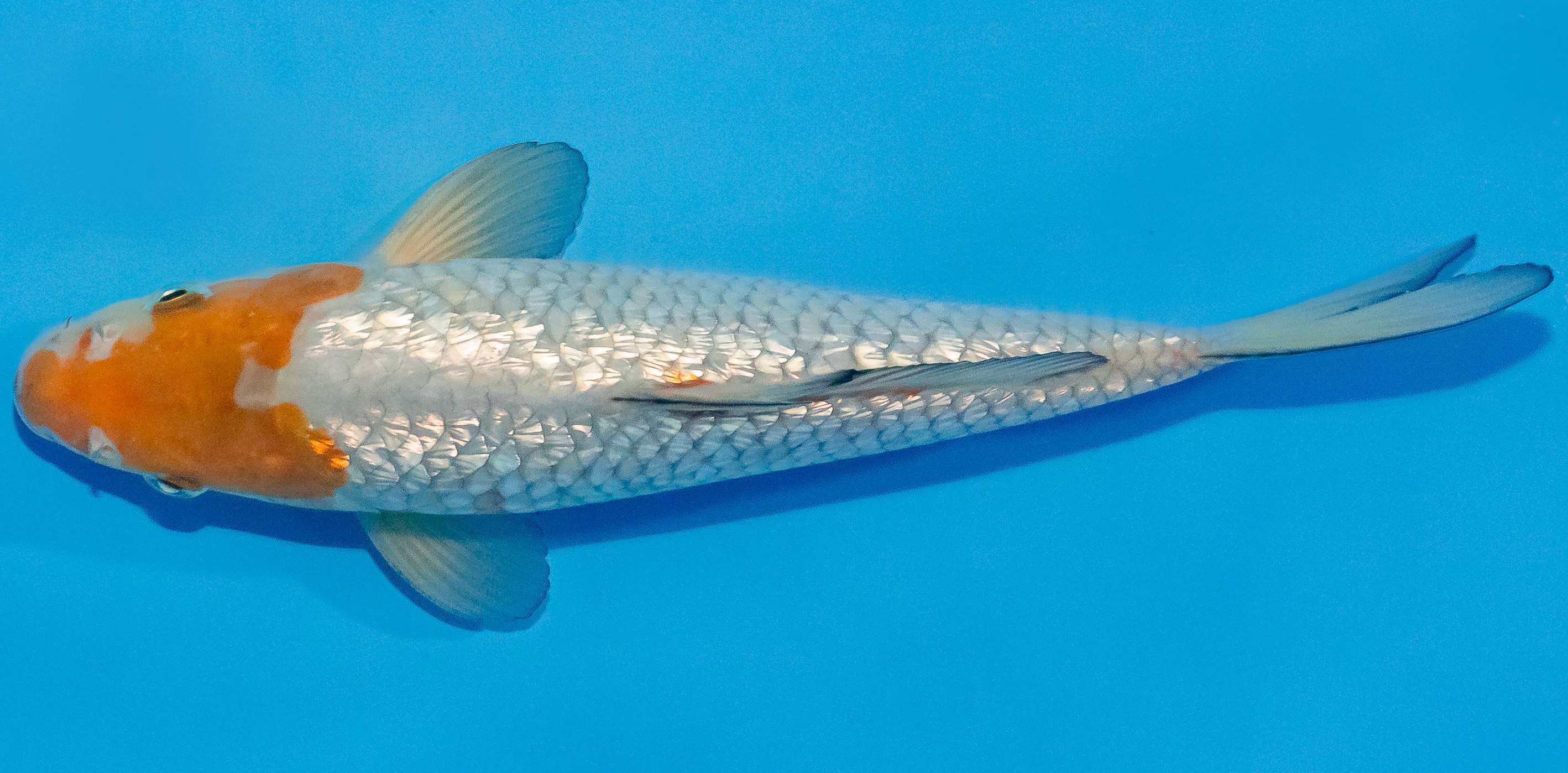Koi 25-30cm Nr. 1530