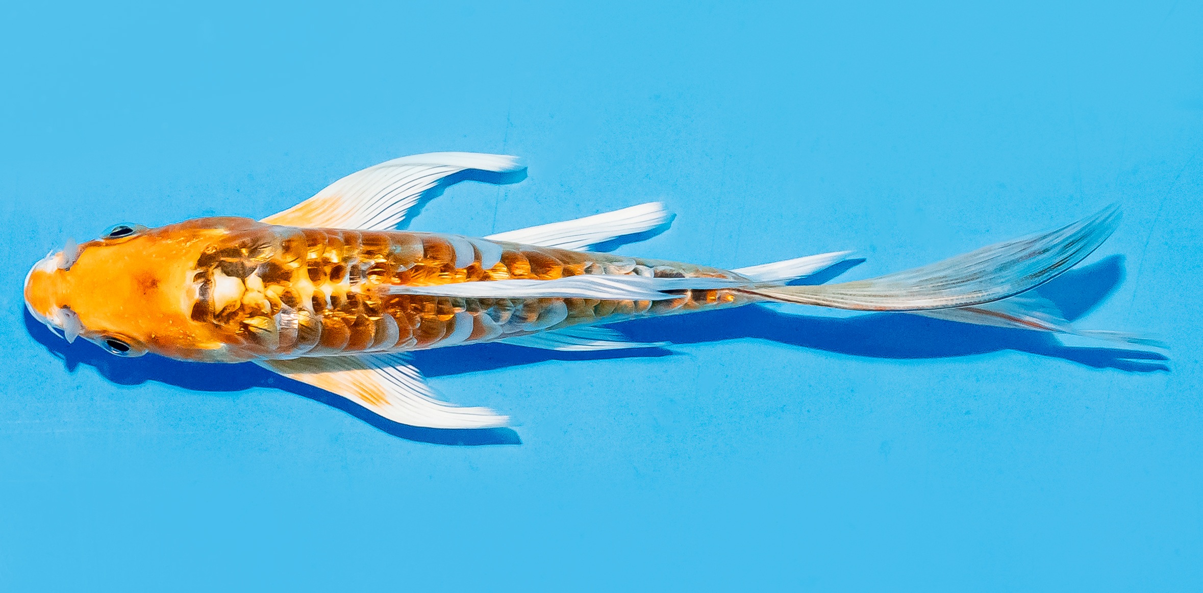 Butterfly Koi 14-17cm Nr. 5753