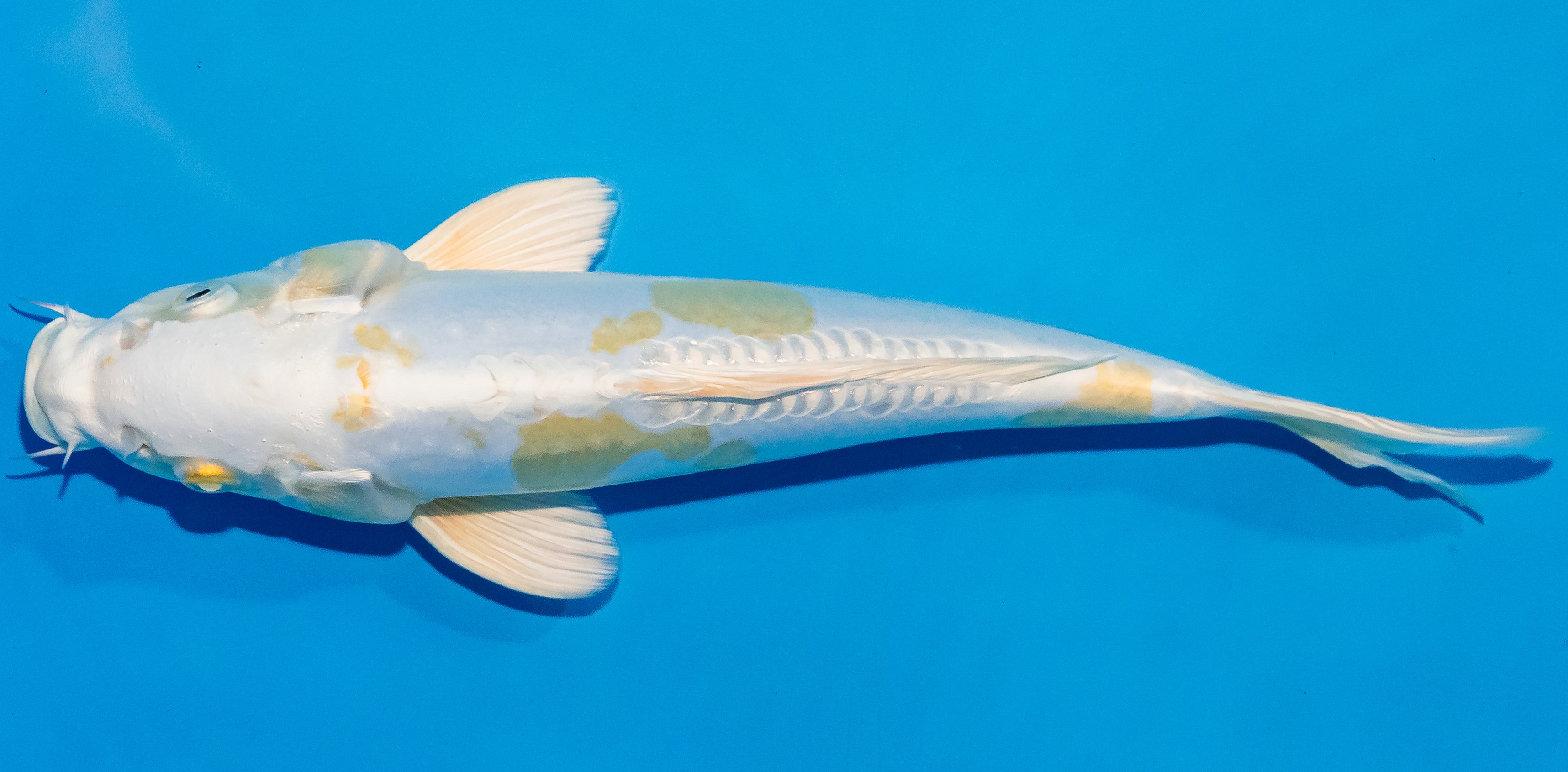 Koi 25-30cm Nr. 4263