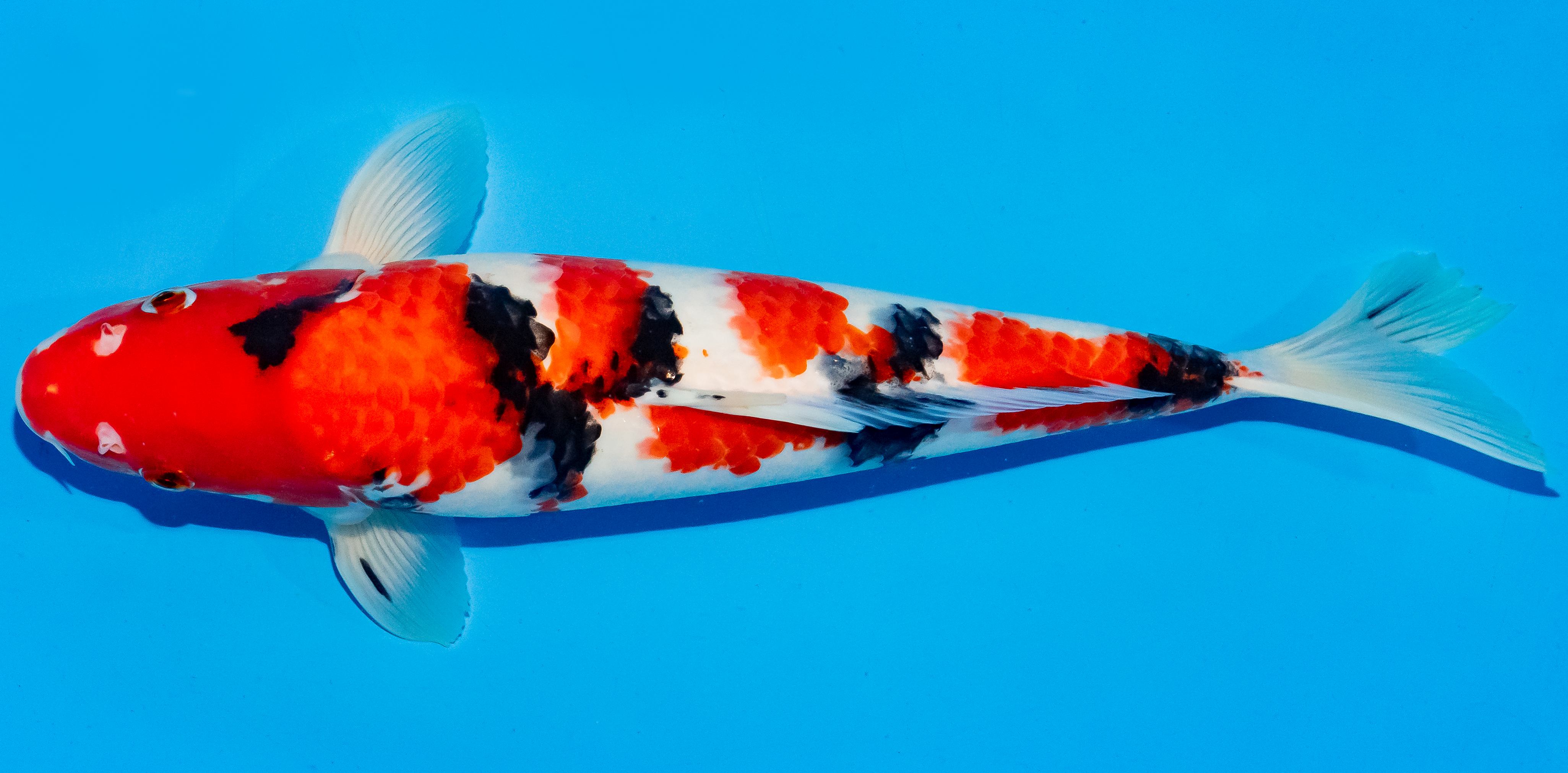 Koi 35-40cm Nr. 5019