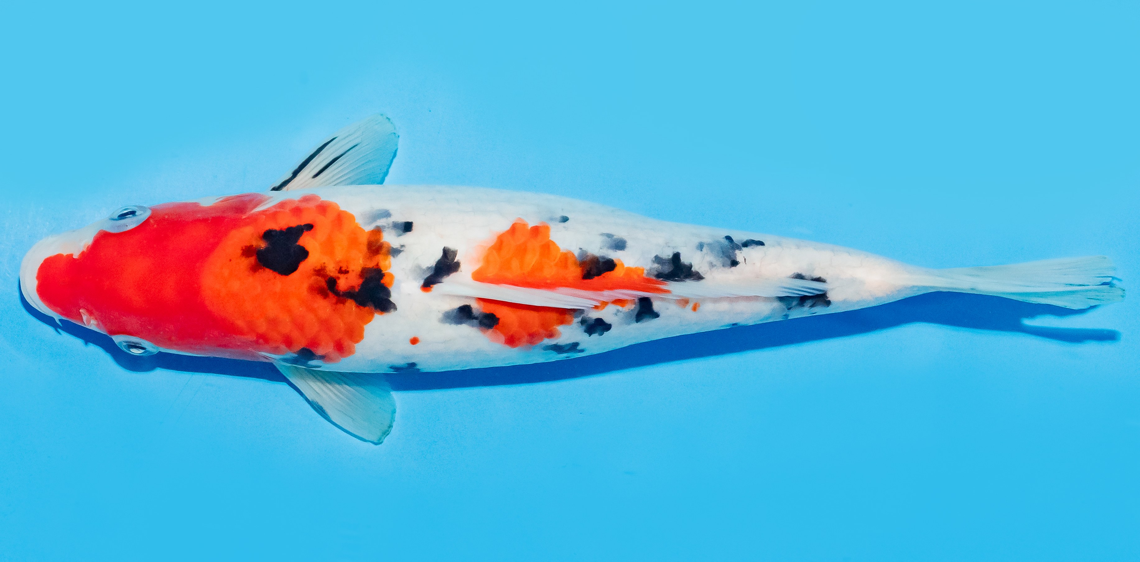 Koi 25-30cm Nr. 8326