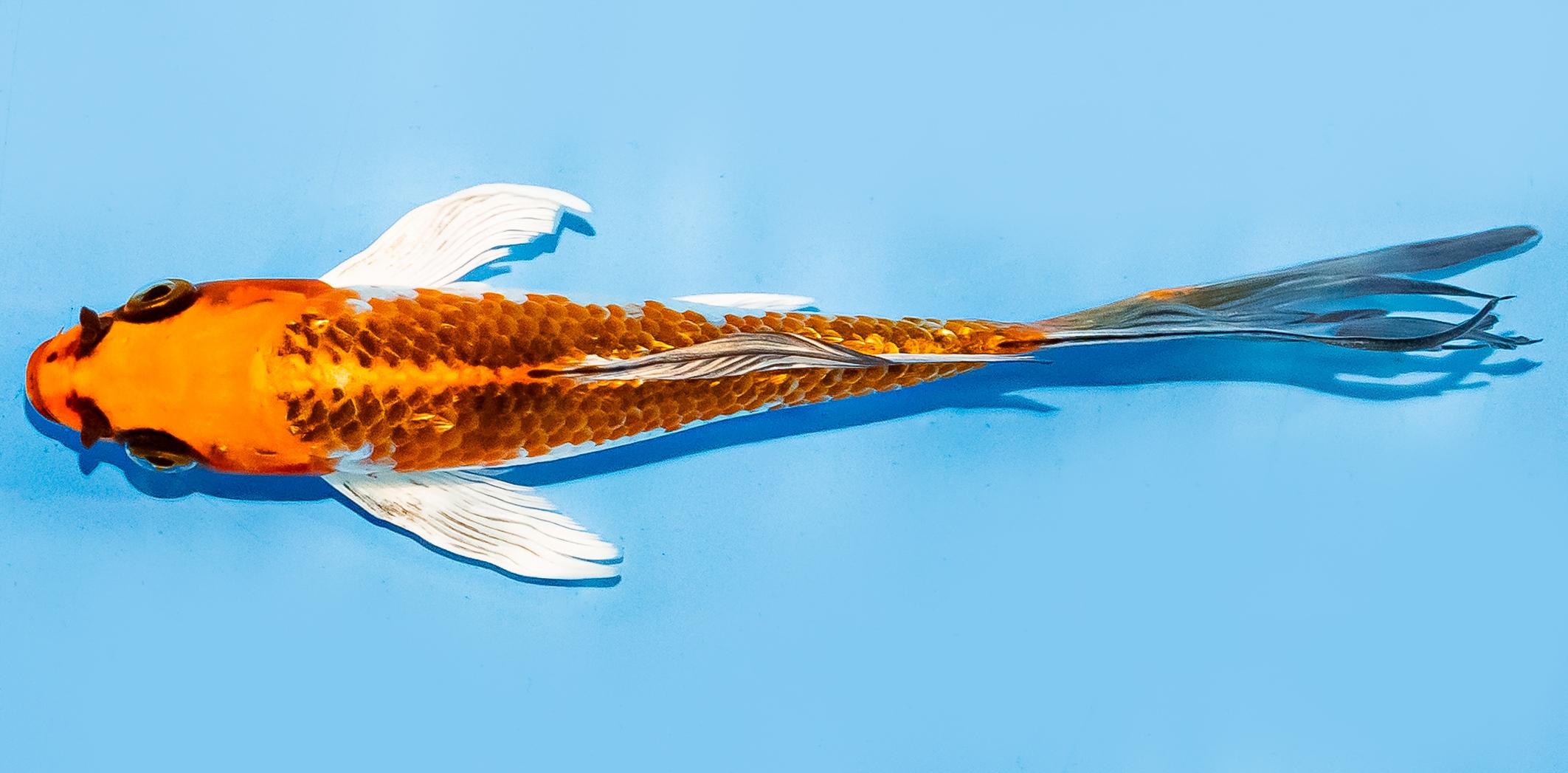 Butterfly Koi 14-17cm Nr. 7414