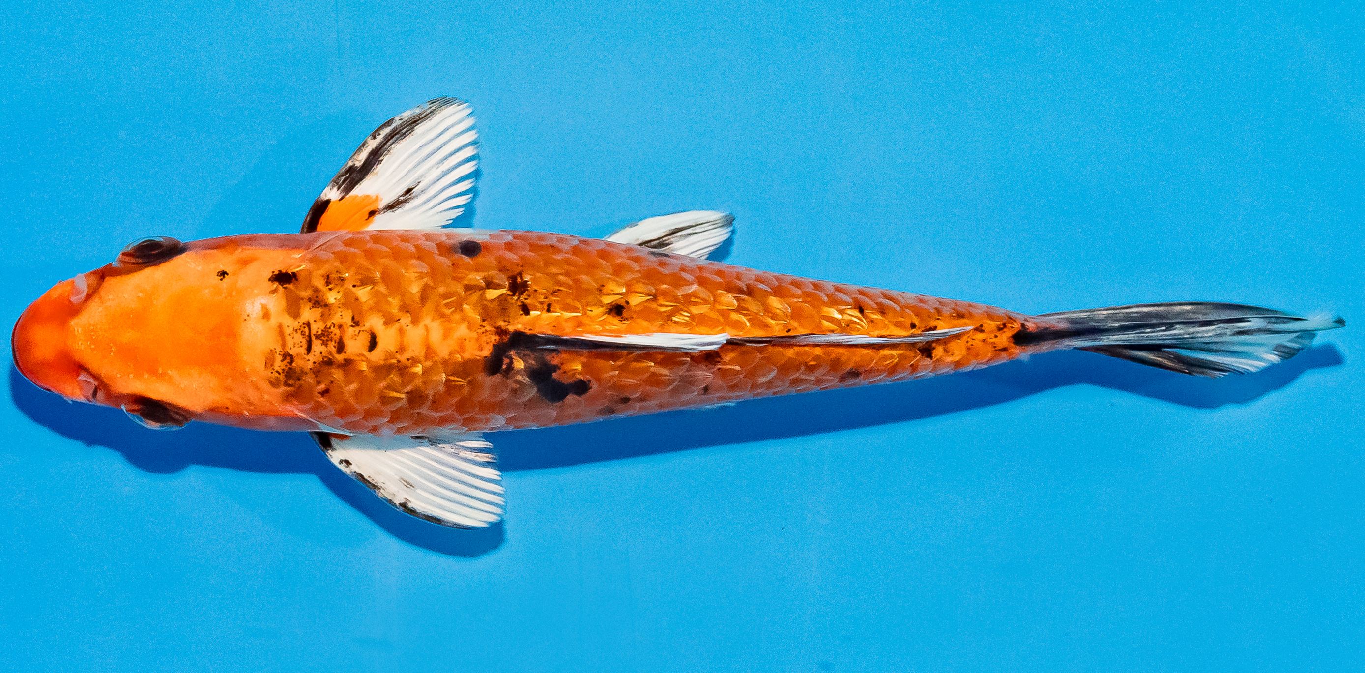 Koi 14-17cm Nr. 2749