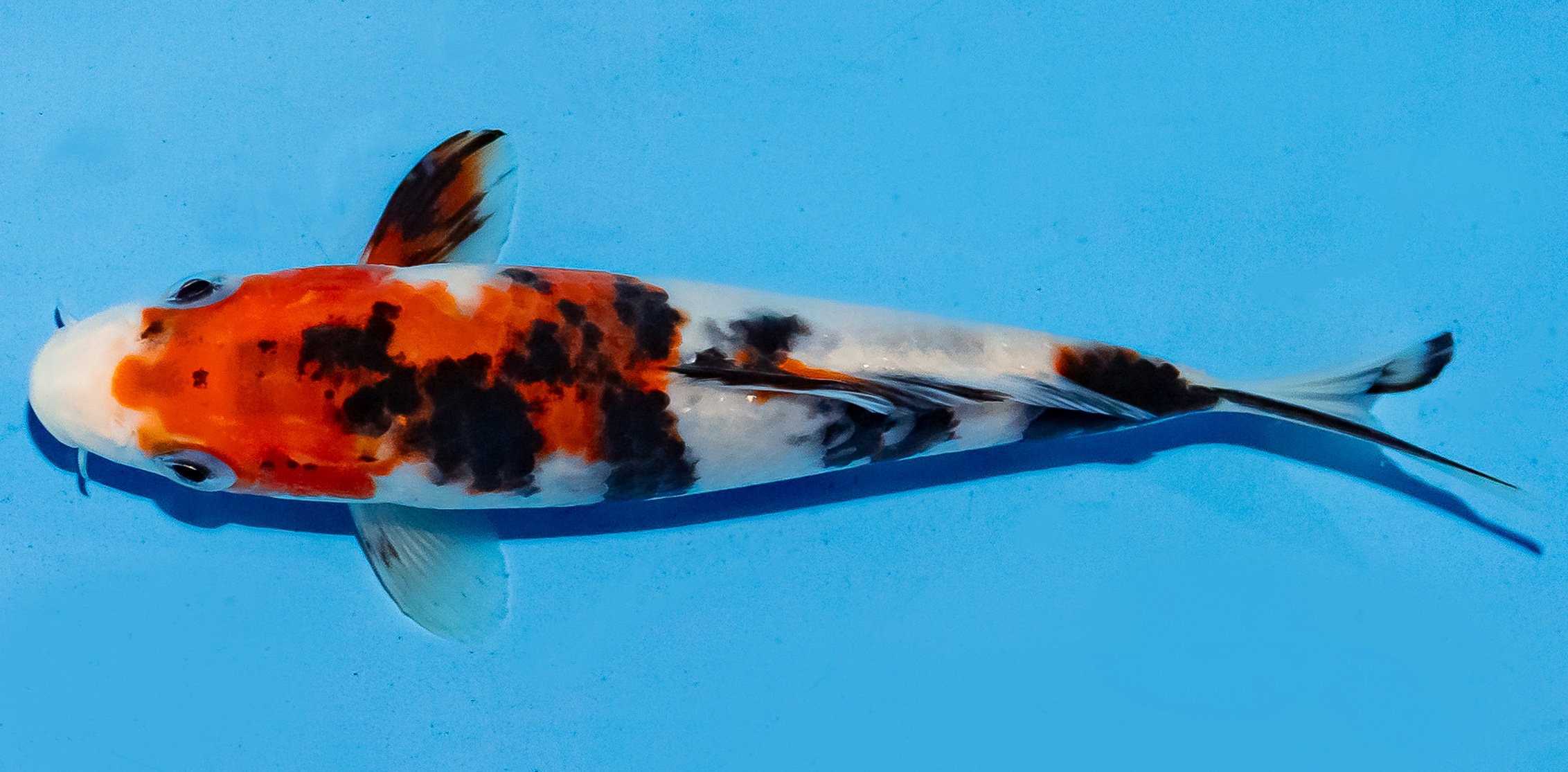 Koi 14-17cm Nr. 6175