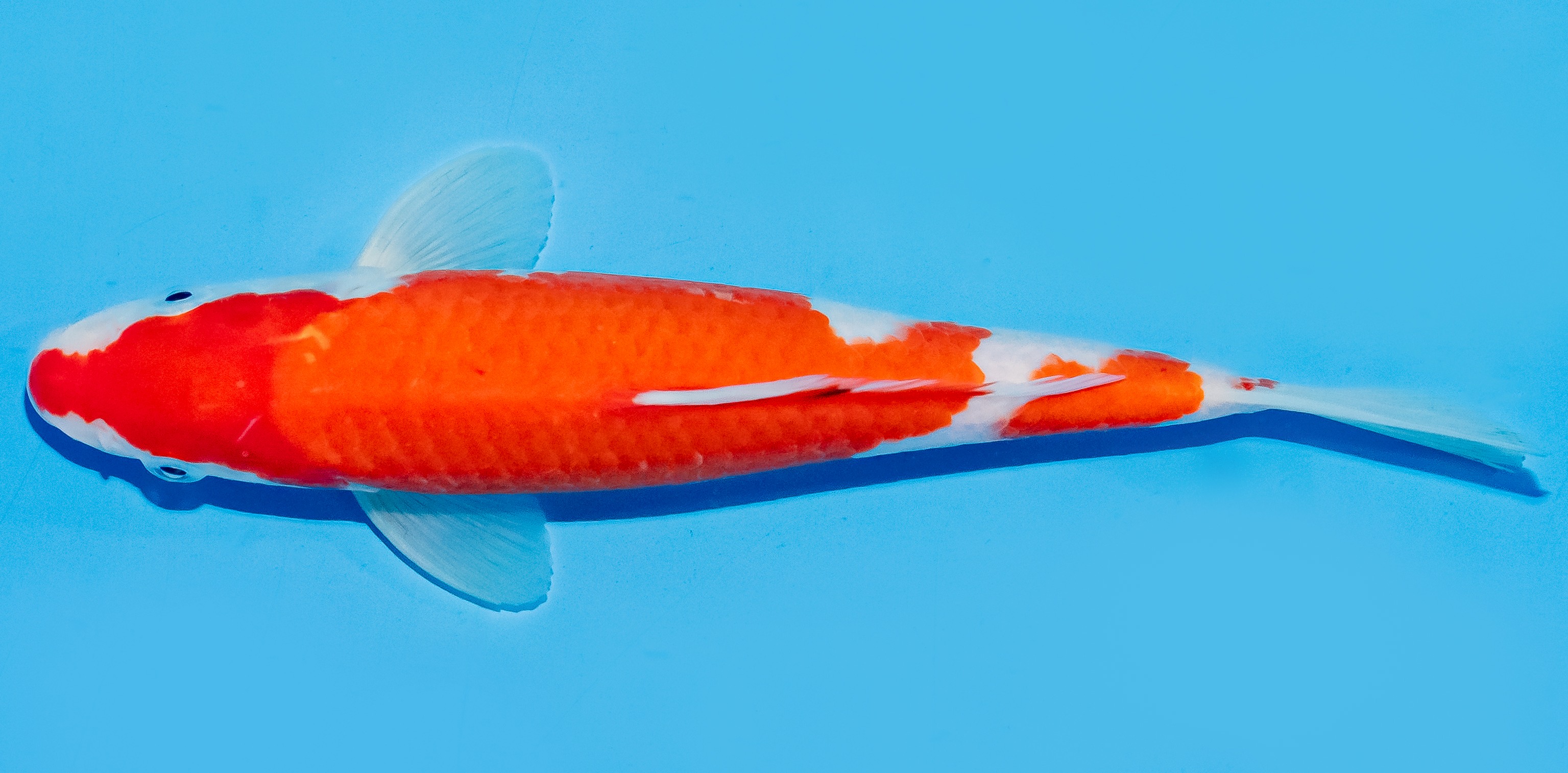 Koi 20-25cm Nr. 7575