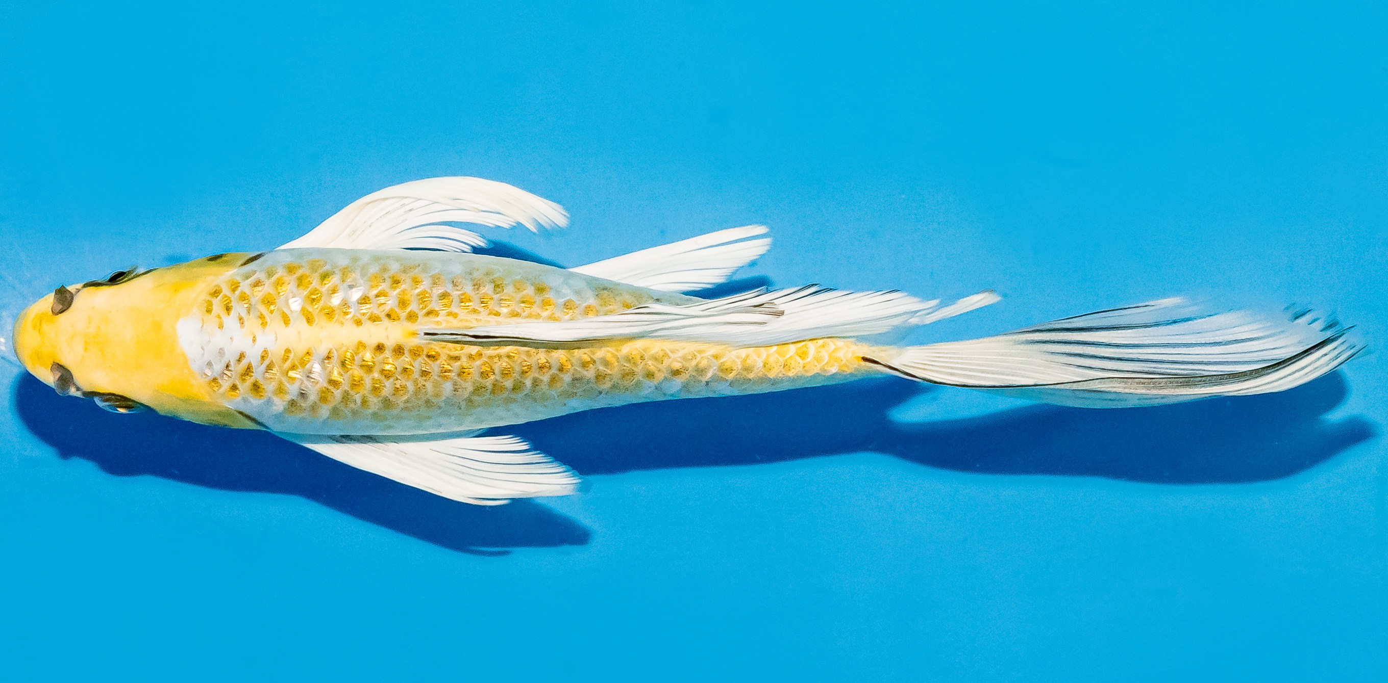 Butterfly Koi 20-25cm Nr. 8565